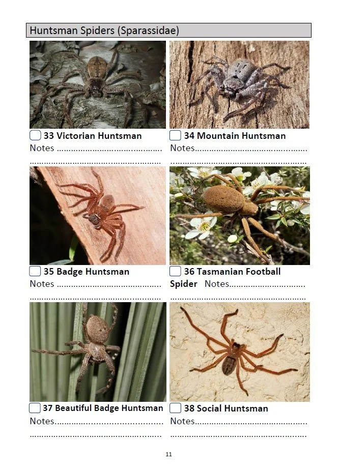 100 Common Spiders - Page 11.jpg