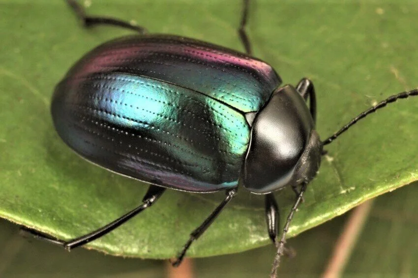 Zummeng Insect About — The Entomological Society of Victoria