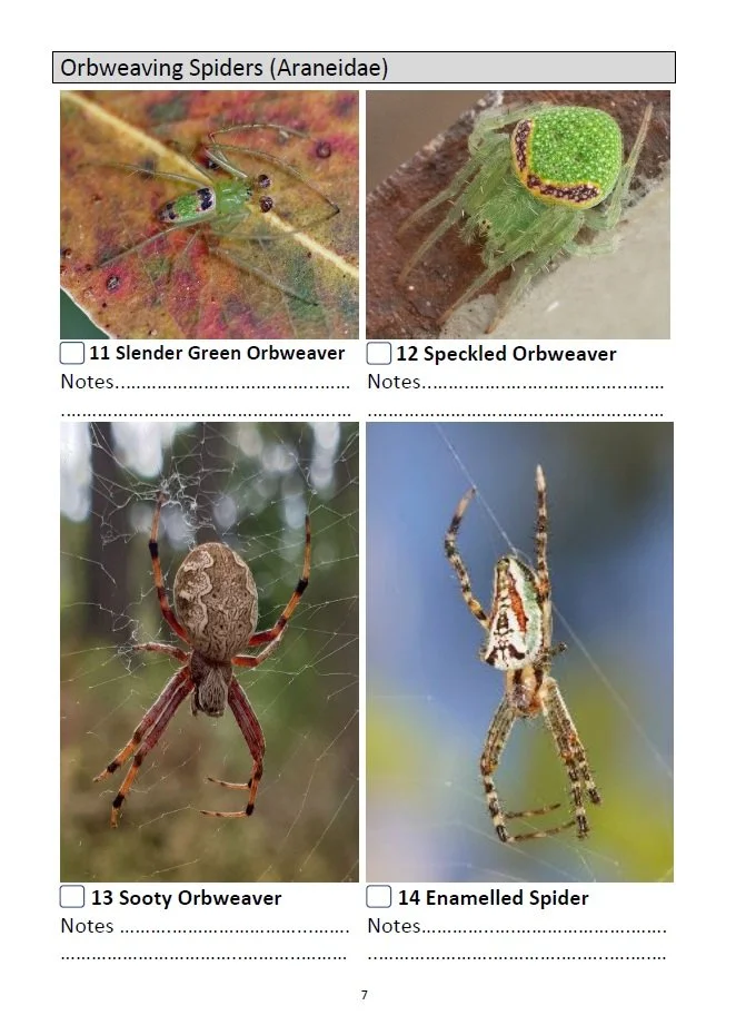 100 Common Spiders - Page 7.jpg