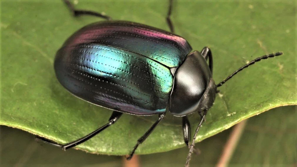 Links — The Entomological Society of Victoria