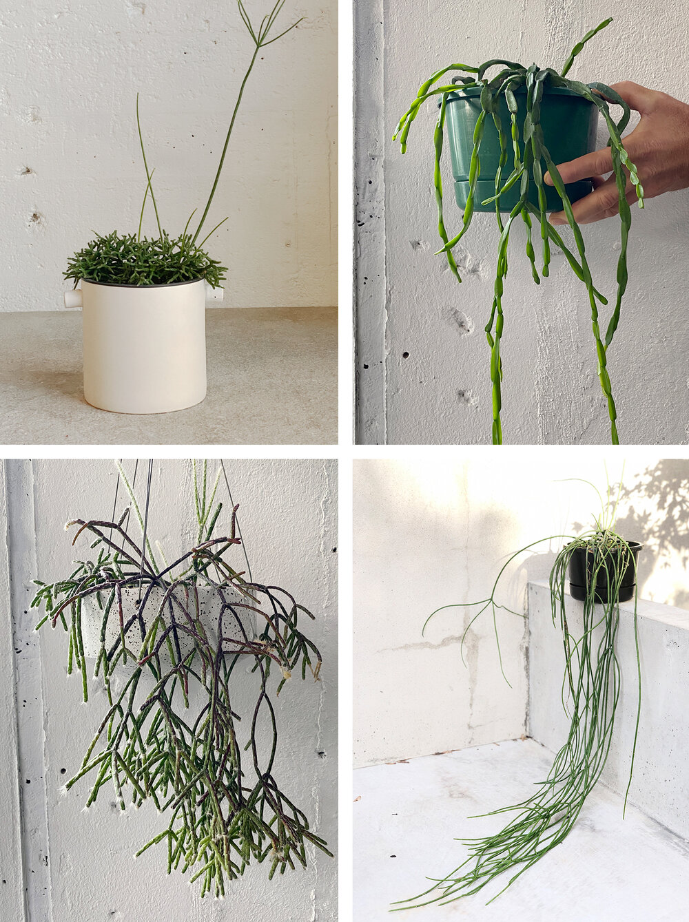 learn how to look after your rhipsalis — babylon store - pots