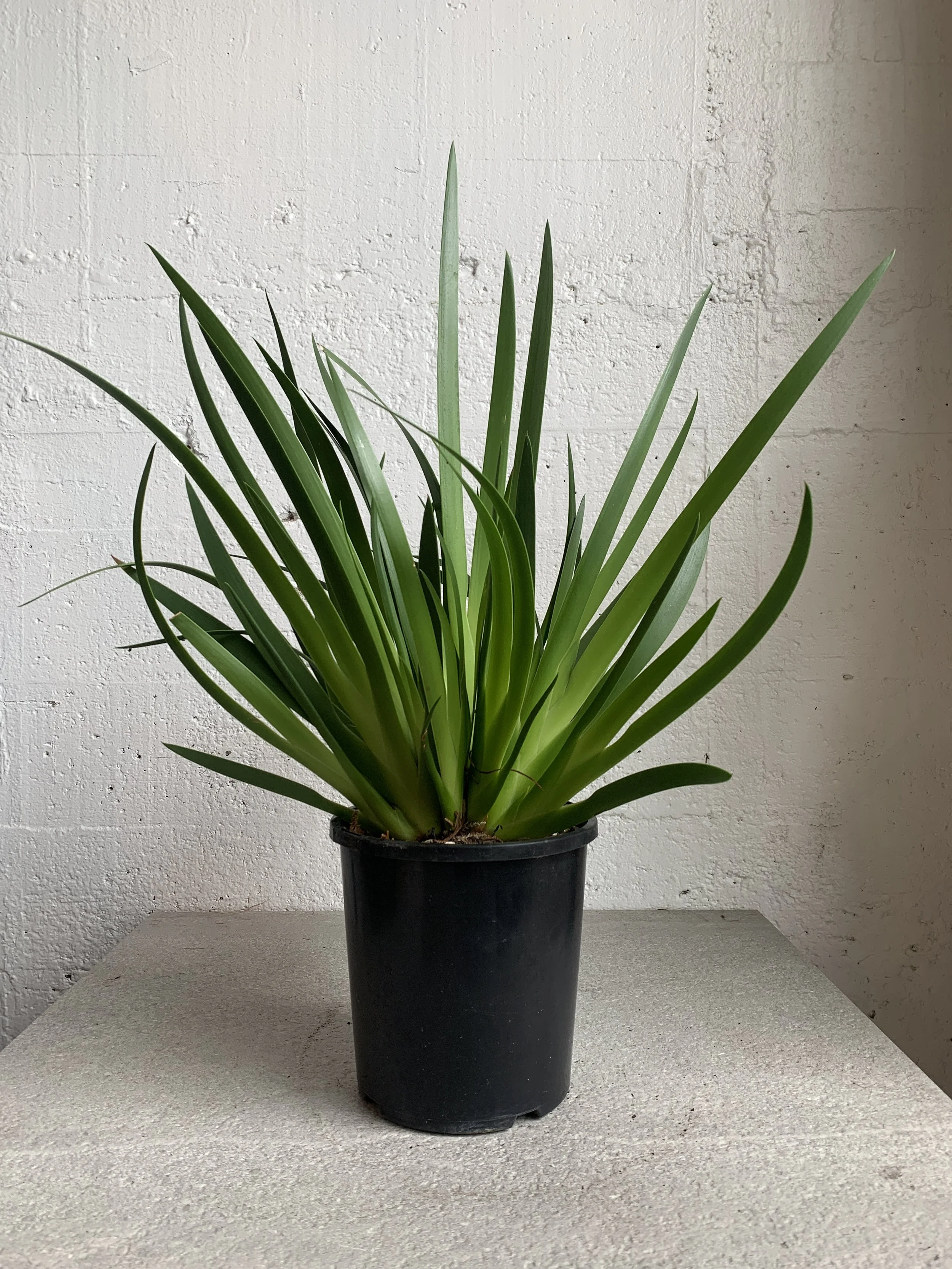 Xeronema callistemon Poor Knights Lily — Babylon Store pots, plants