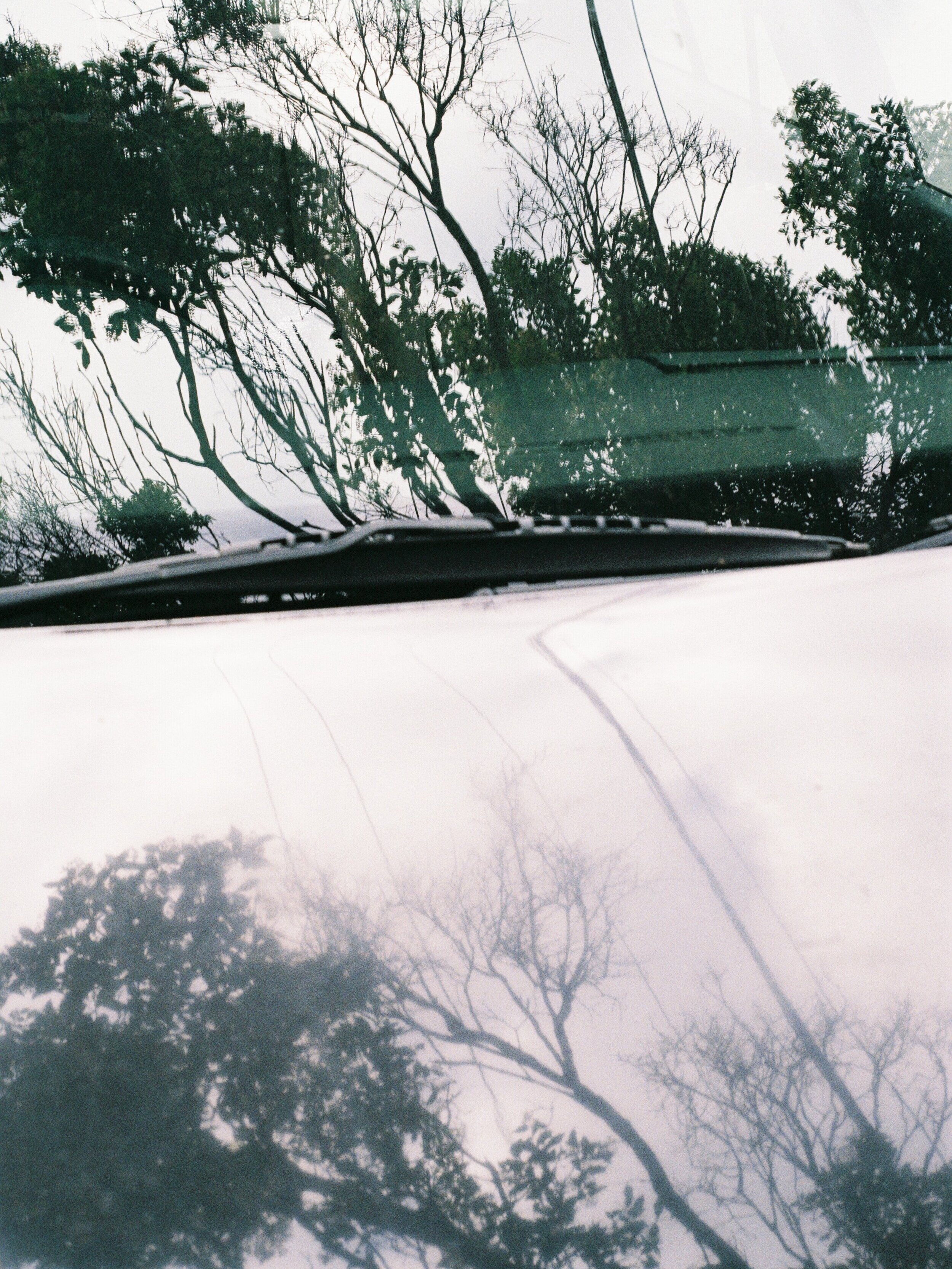 nature car reflection
