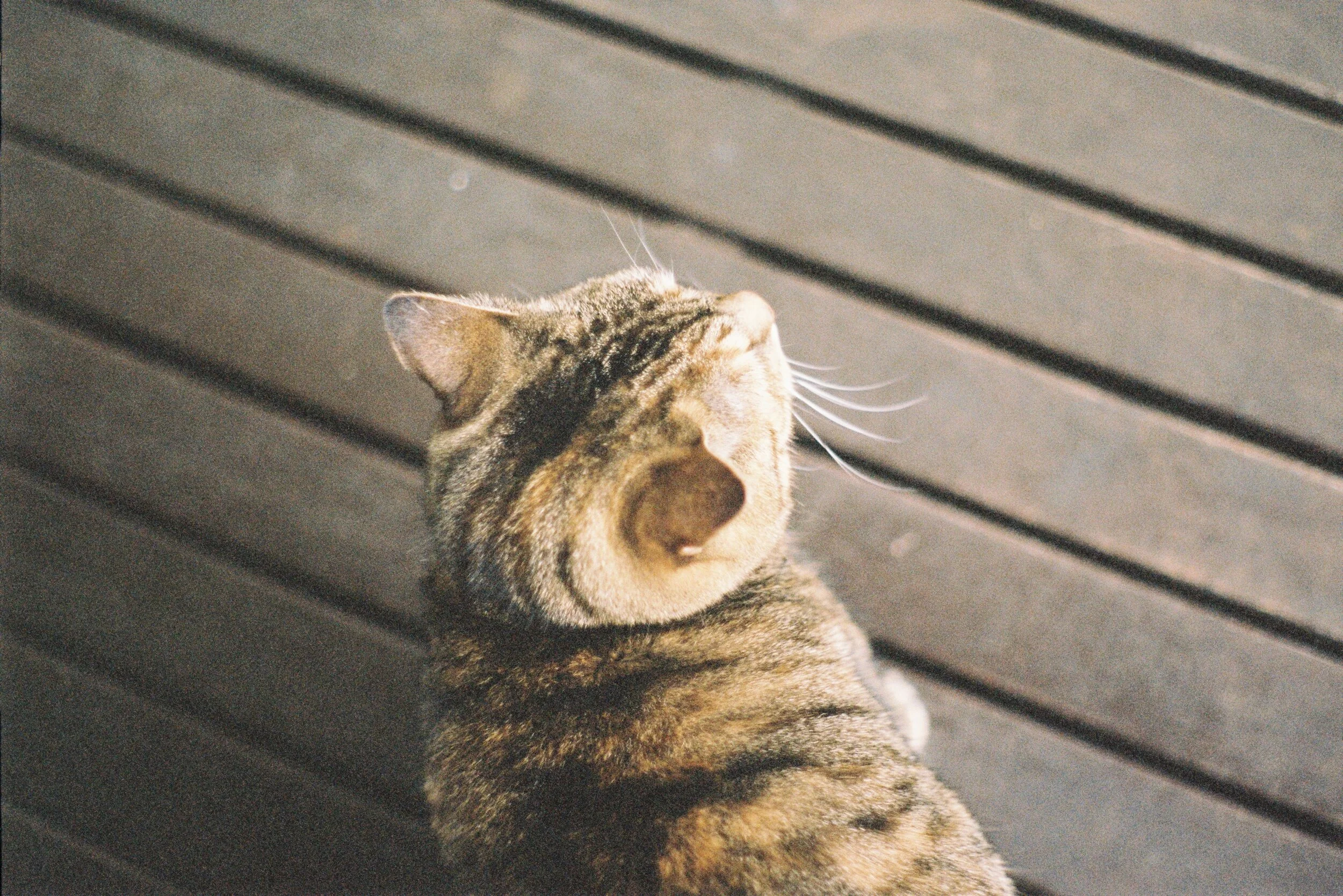 cat in the sun