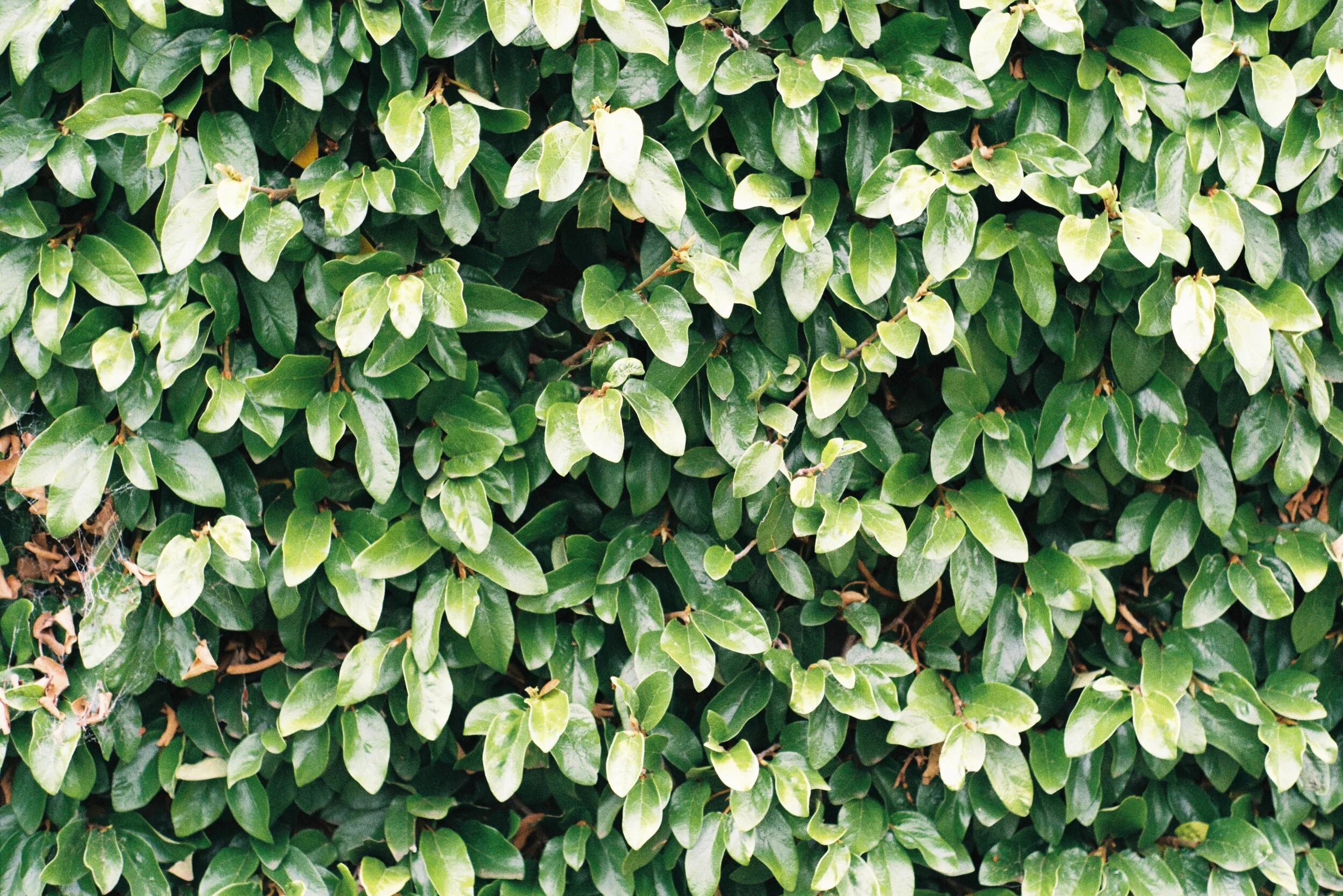 wall plant