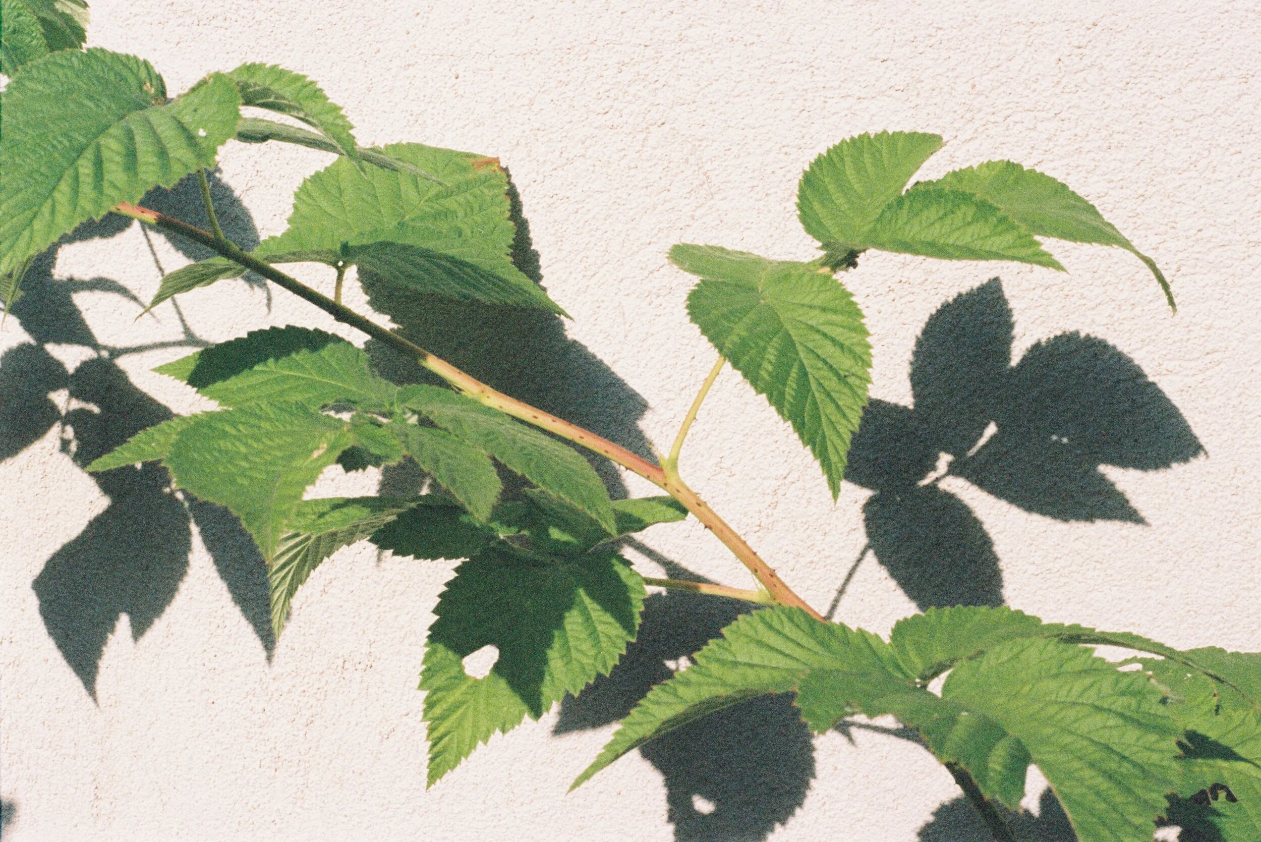 nature in the sun
