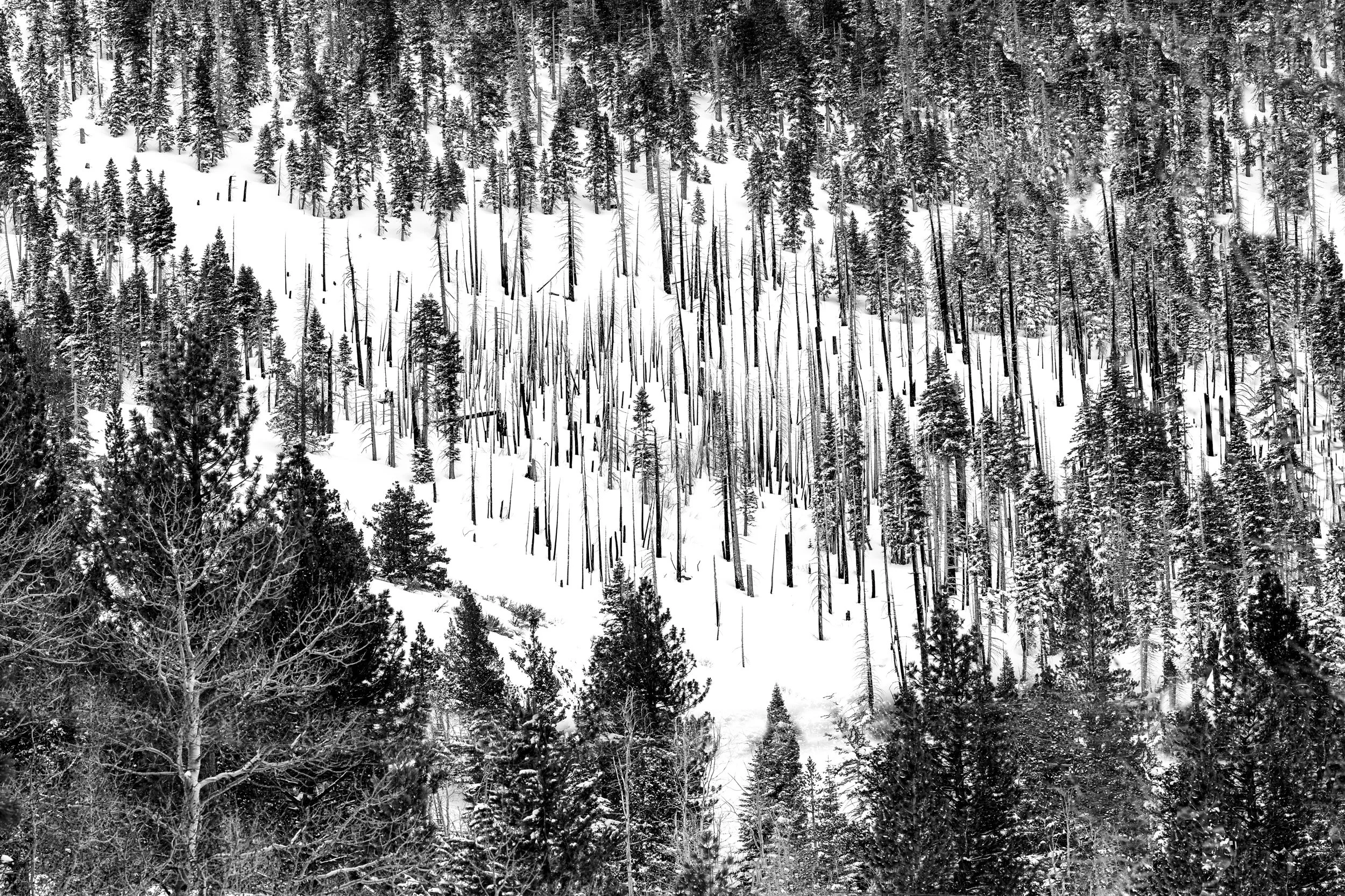 Sierra trees.jpg