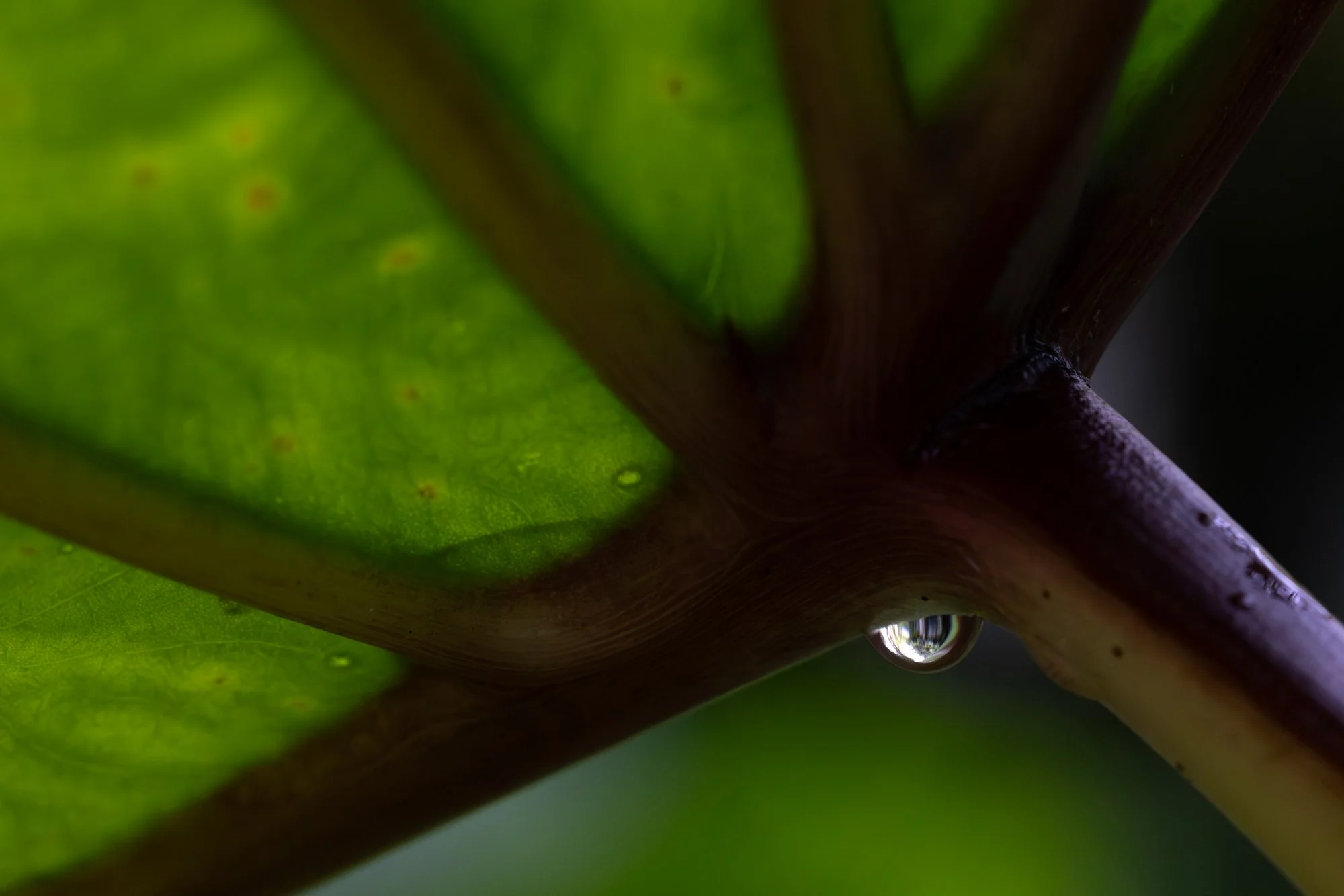 Raindrop under taro.jpg