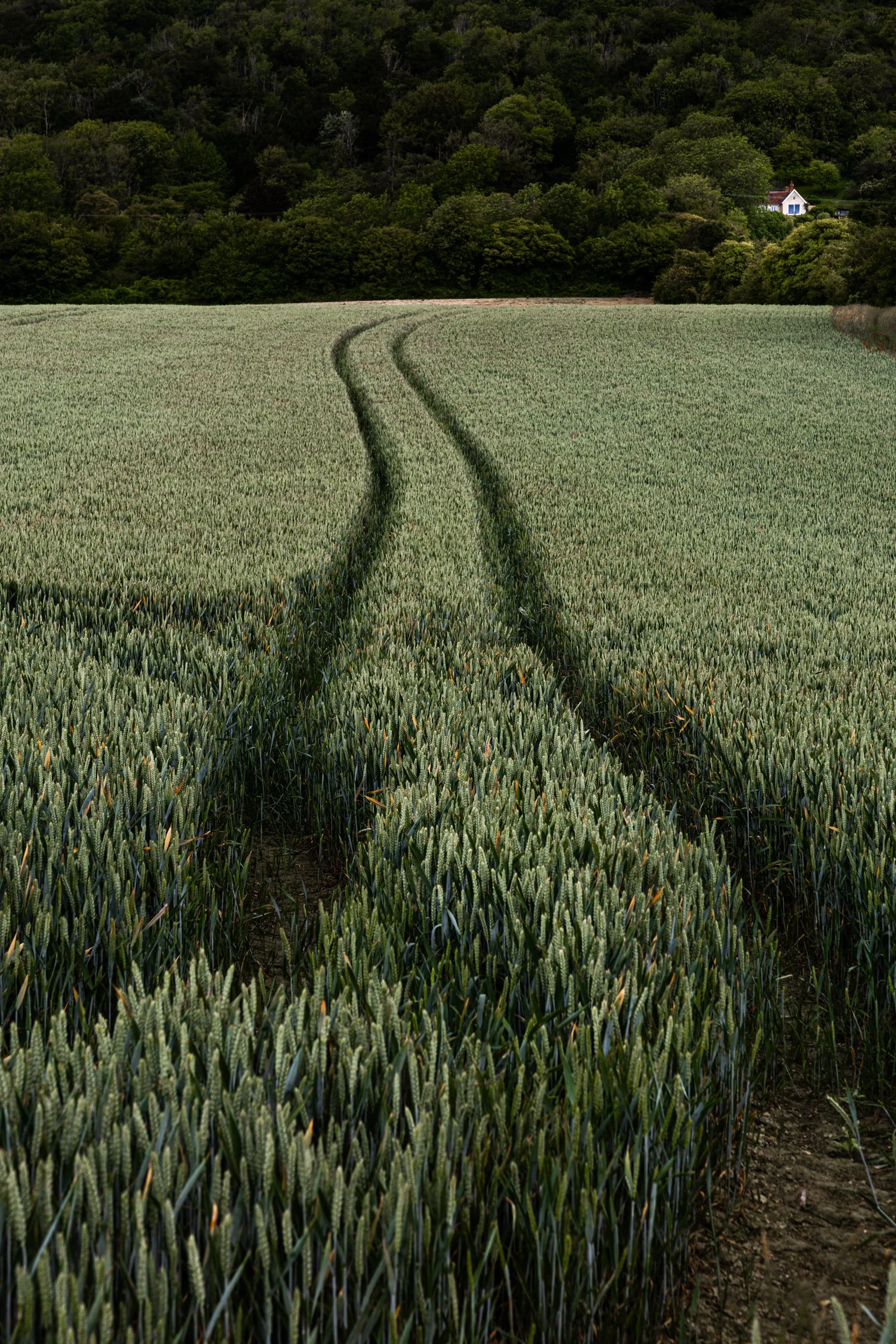 Wheat lines.jpg