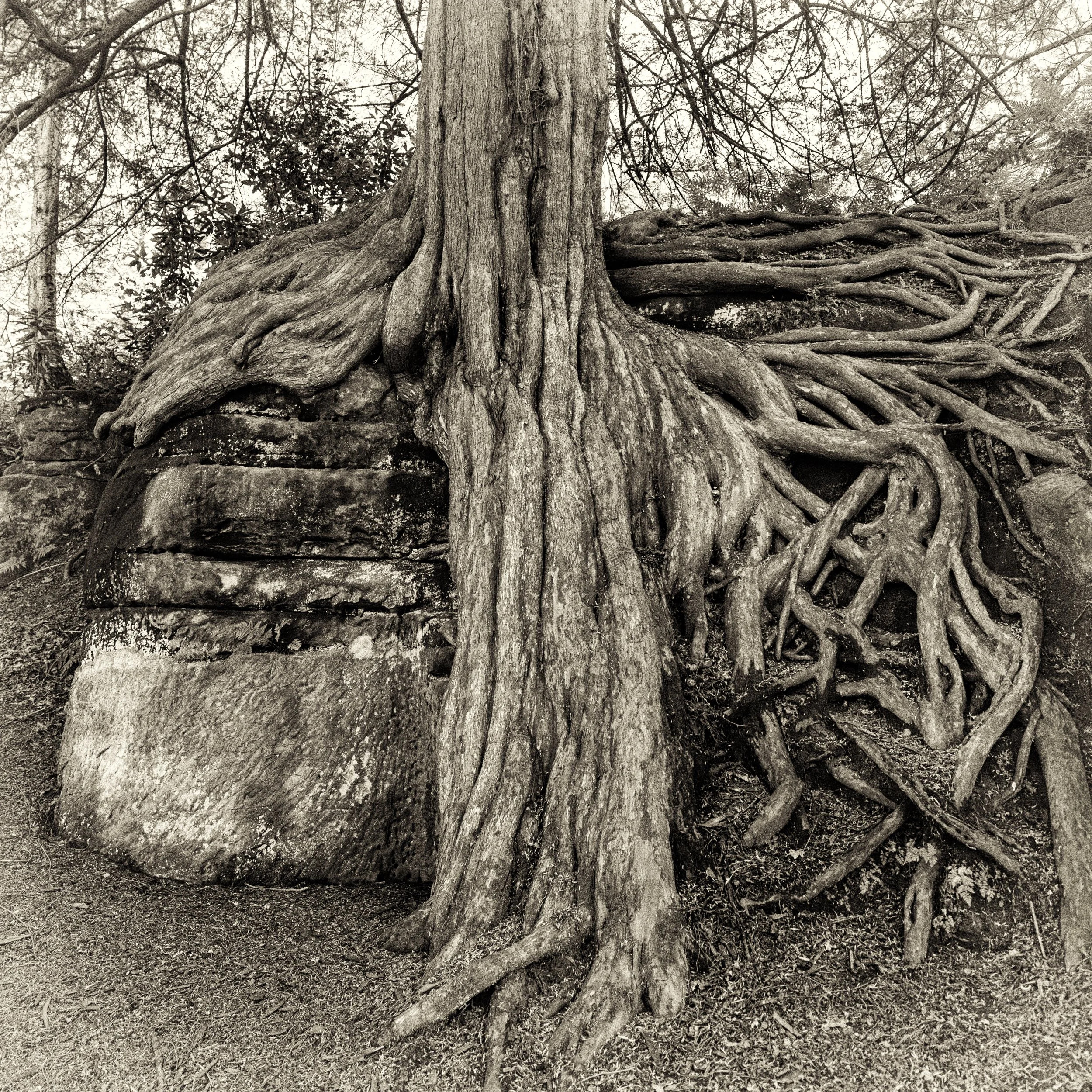 Wakehurst vintage.jpg