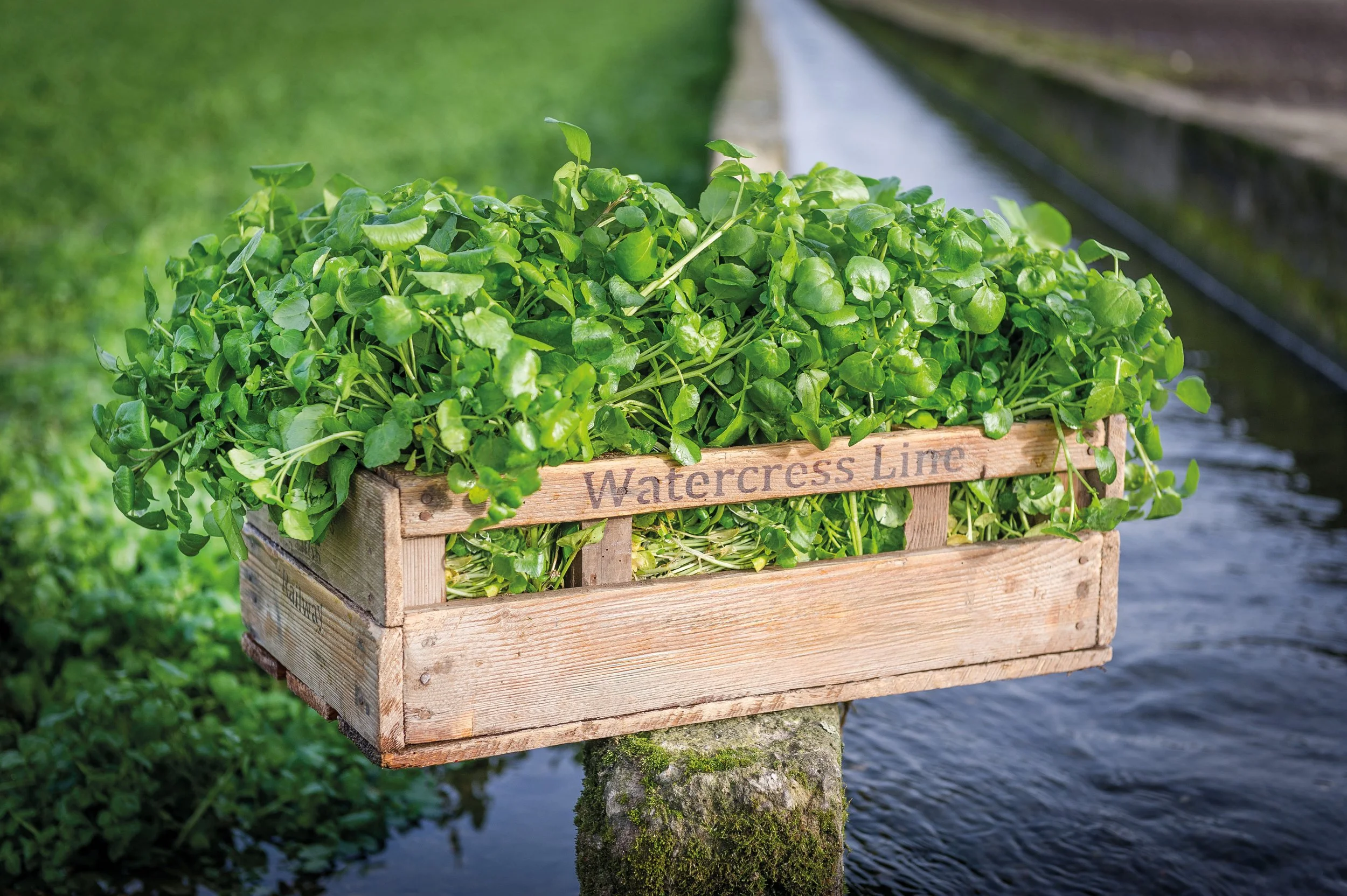 Watercress_in_wooden_crate.jpg