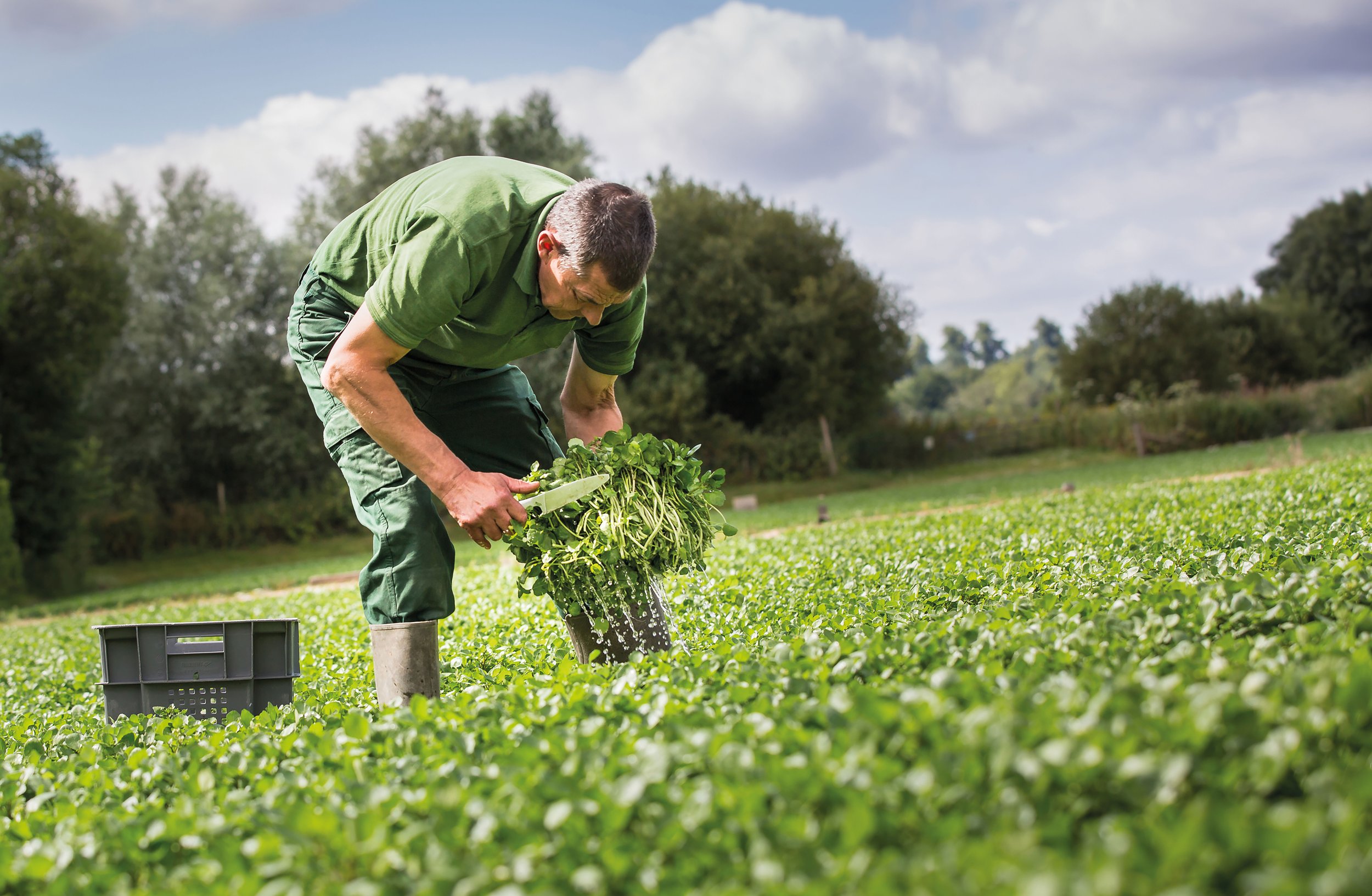 Sean Ede_watercress grower.jpg