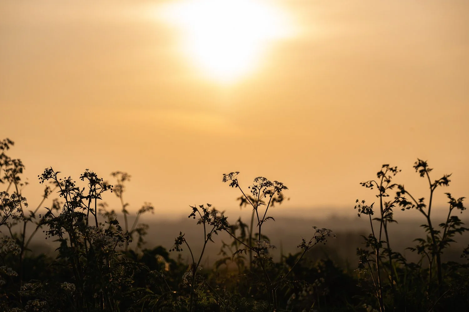 As the Landscape Begins to Breathe Into Light