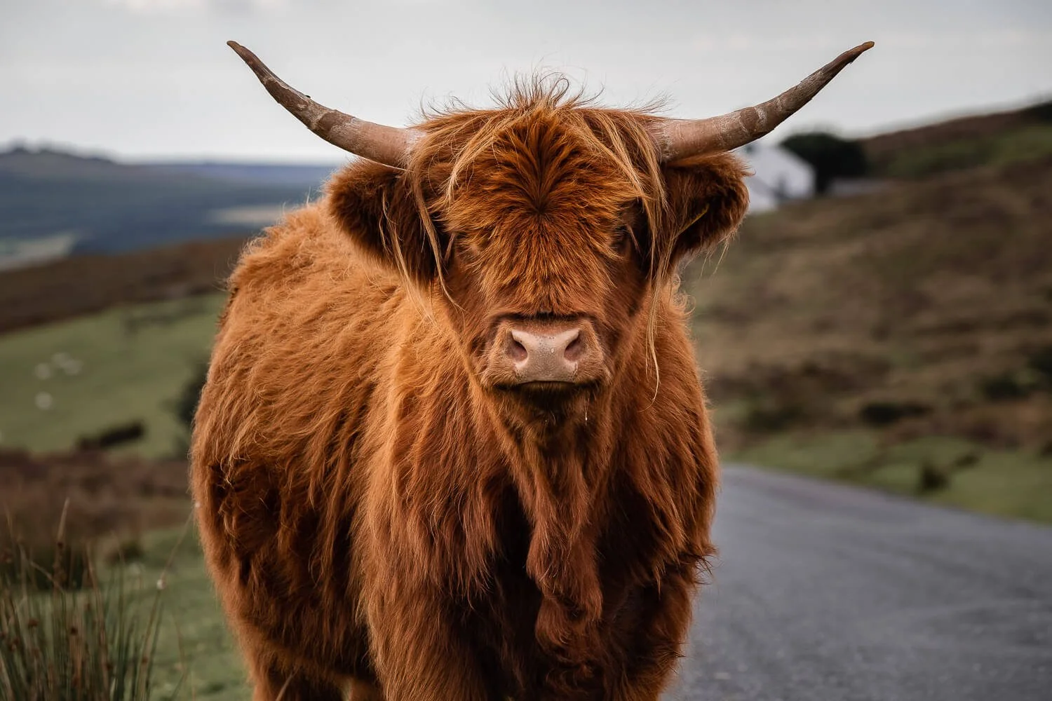 Close up of a Highland cow stood looking directly at the camera, with its golden brown coat of fur catching beautifully in the sunlight