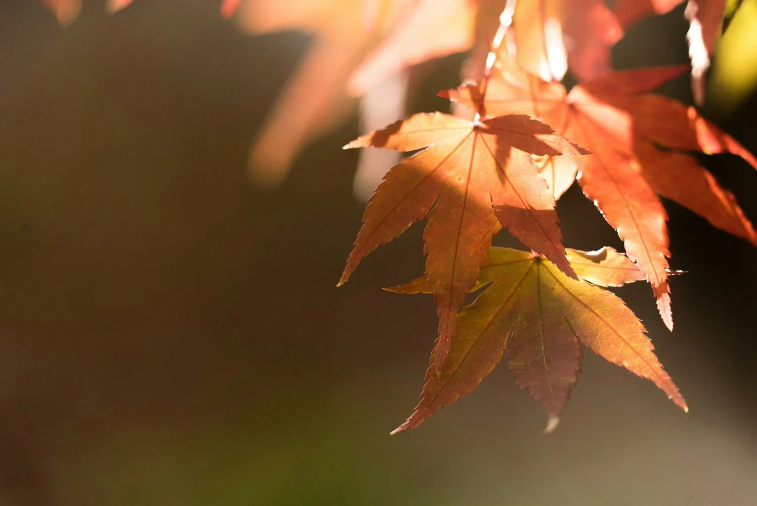 In the Glow of Autumn’s First Quiet Spell