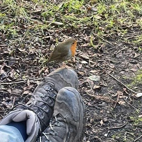 The RSPB Big Garden Birdwatch