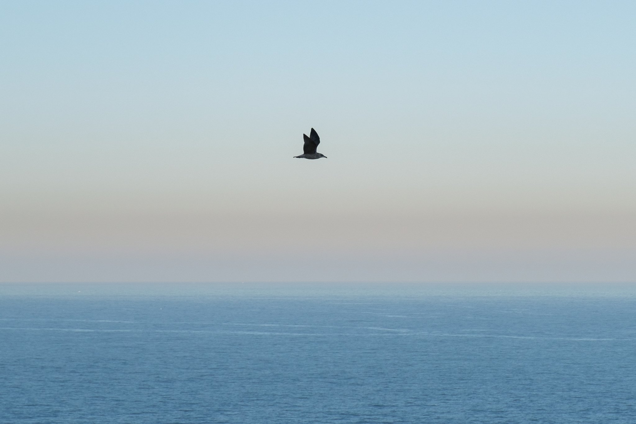 DSCF7993.jpg