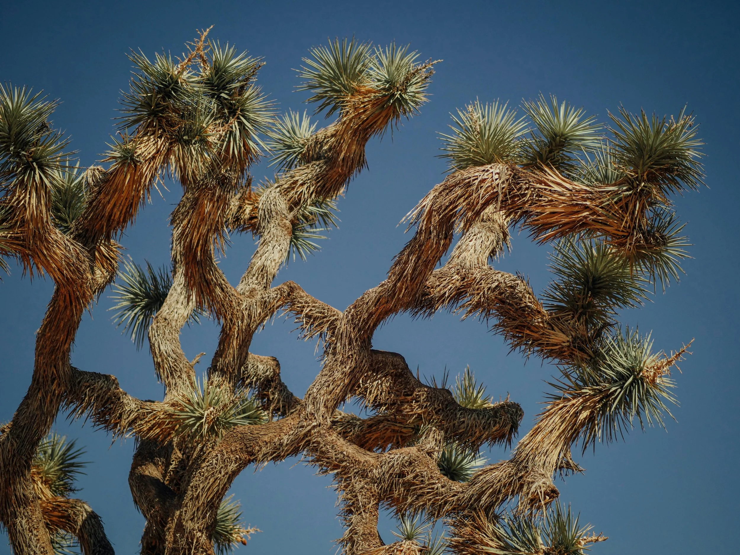 Sculptural subtropical tree with branching textured trunks and spiky foliage, illustrating the distinctive planting character of the coastal landscape.