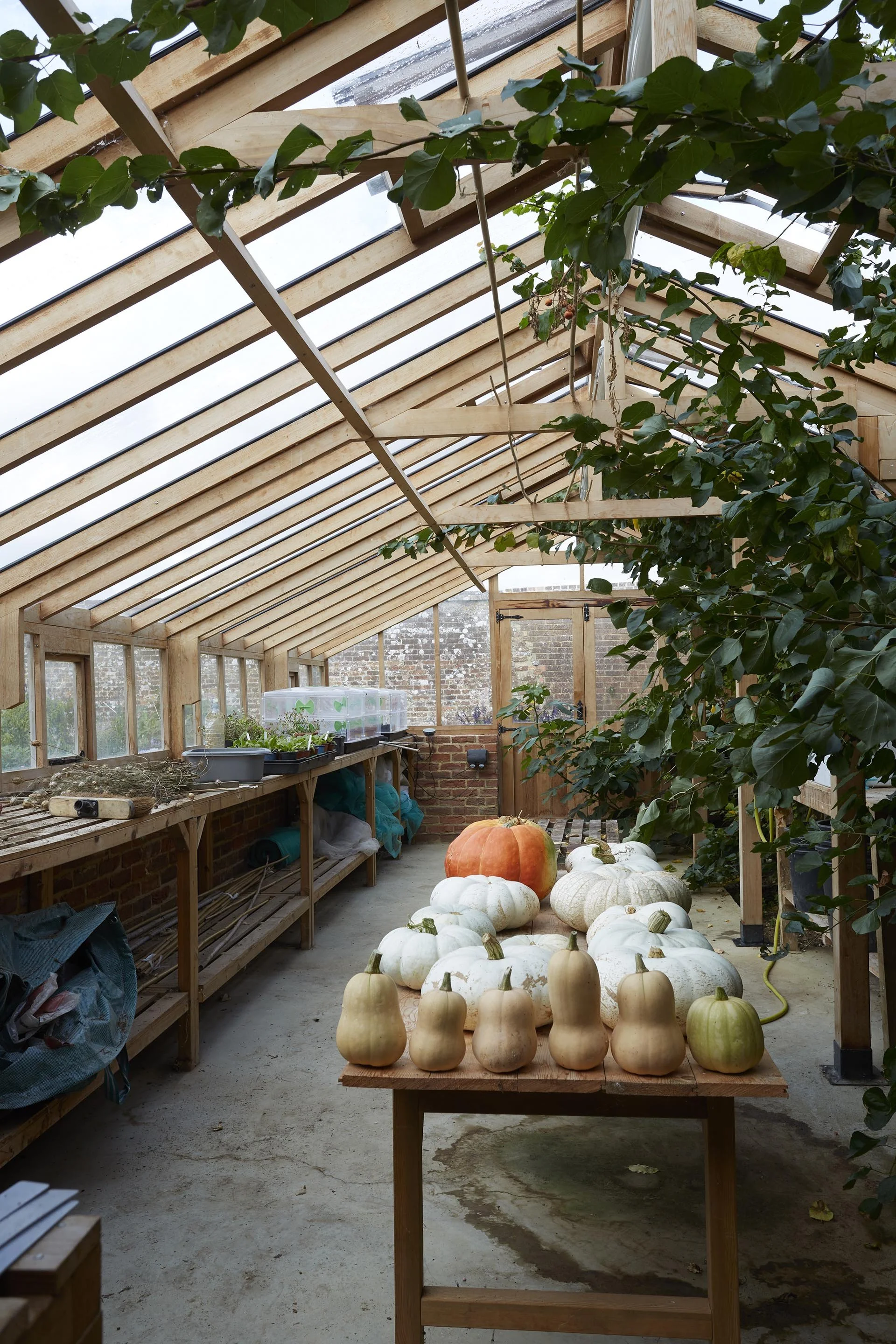 Inside the farmhouse greenhouse, showing exposed timber roof framing, growing benches, climbing plants and harvested pumpkins and squash.