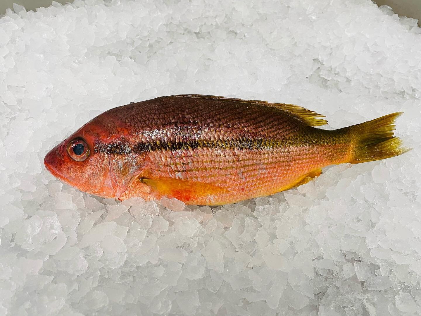 🐟 Yokosuji Fuedai - Brown stripe red snapper from Japan 🇯🇵 

☎️ Call 713-783-1688 for pre-order

#owavesproducts #japanfish #seafood #htx #houston #japanesefood #houstonrestaurants #fishmarket #wholesaler #chef #instagood #fuedai #brownstripe #jap
