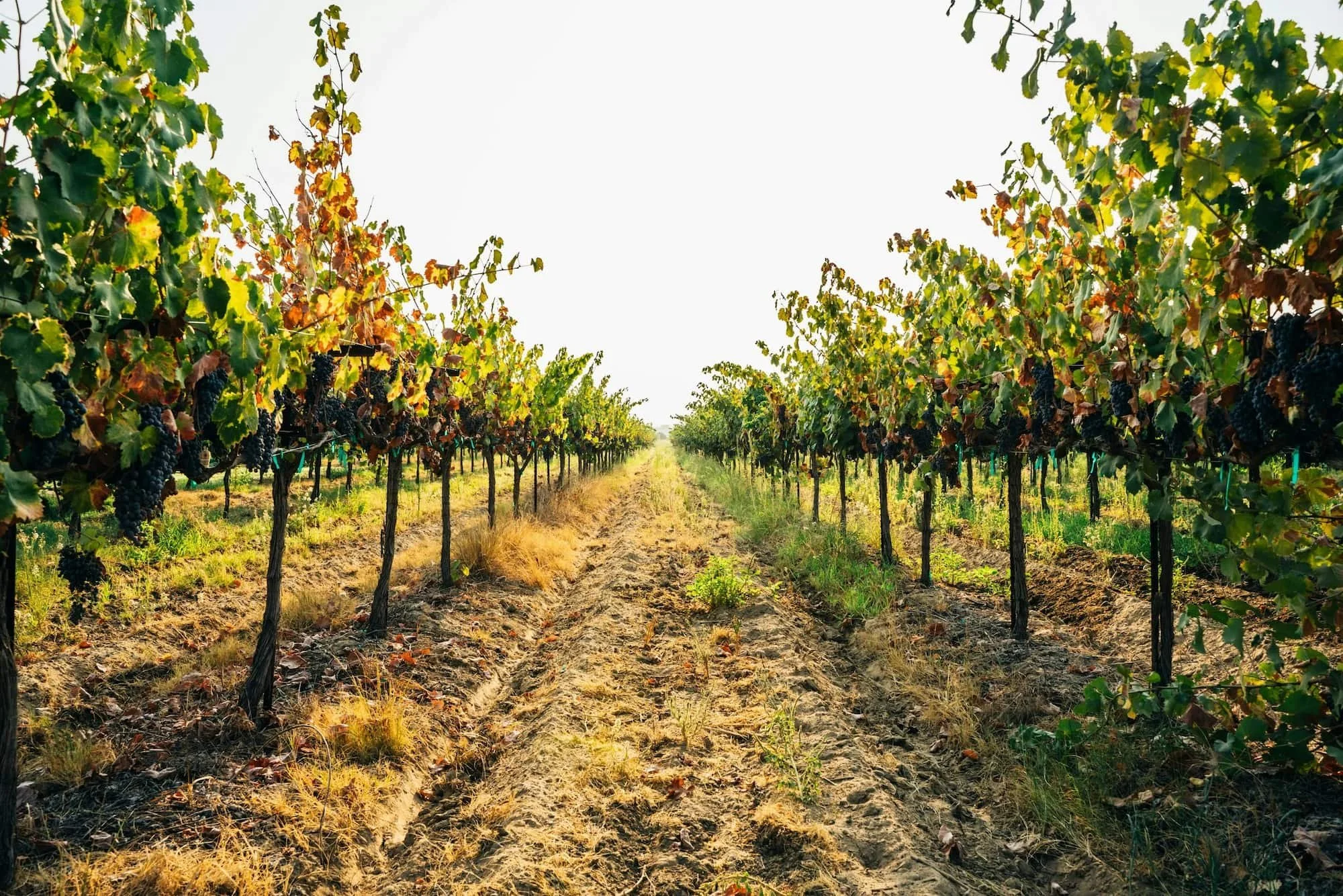 BEAM Circular Vineyard Optimized.jpg