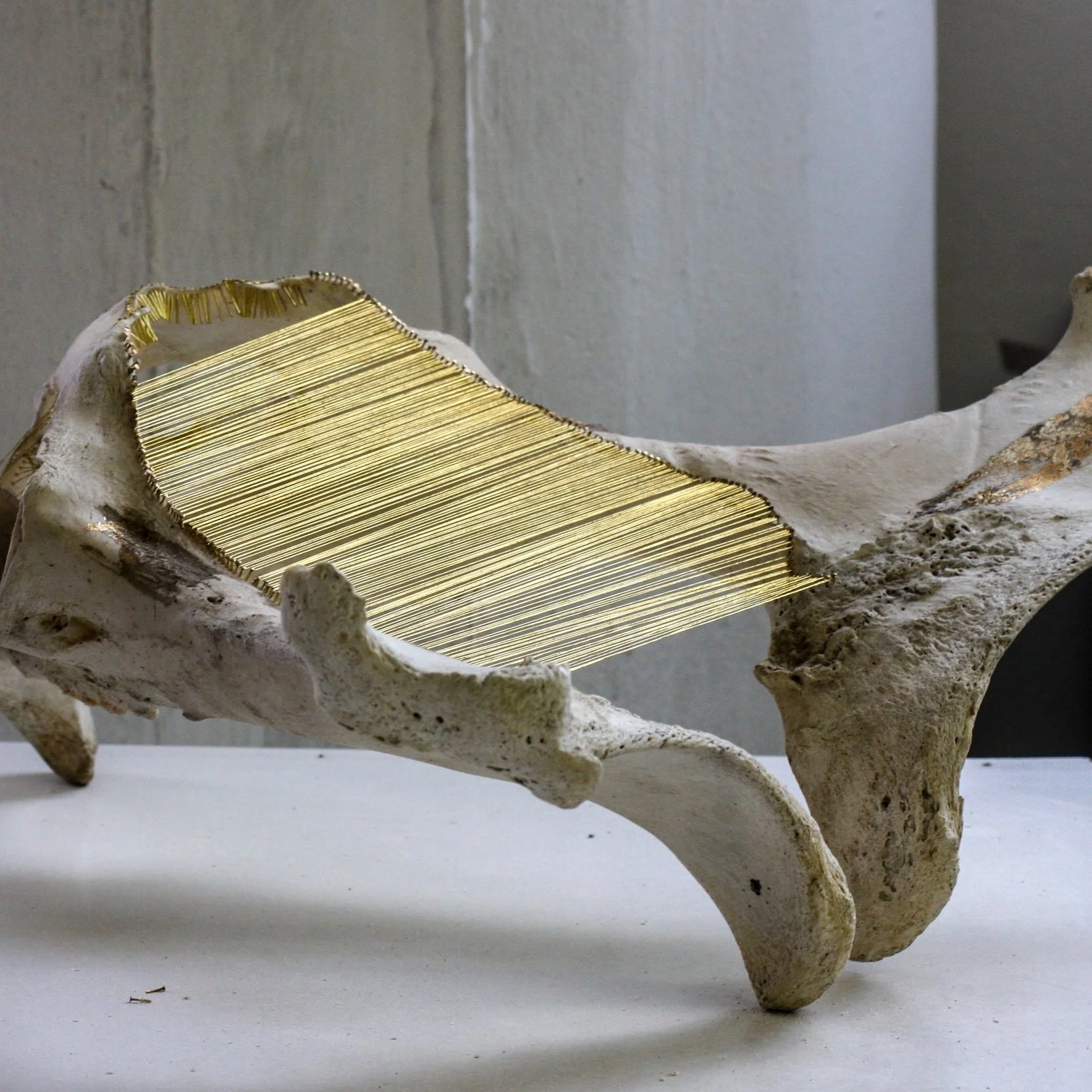 5_harp pelvis.jpg