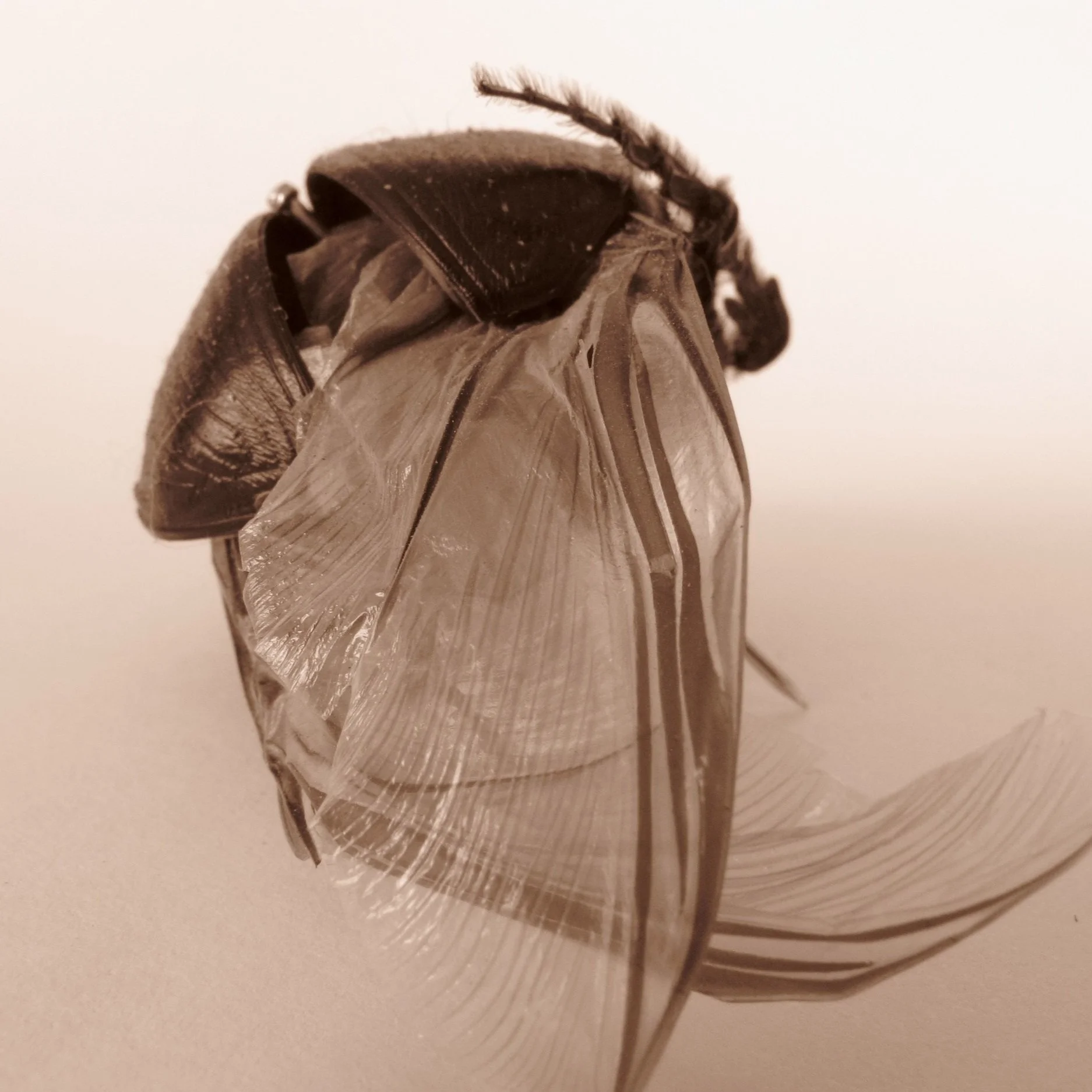 Winged Beetle_2.jpg