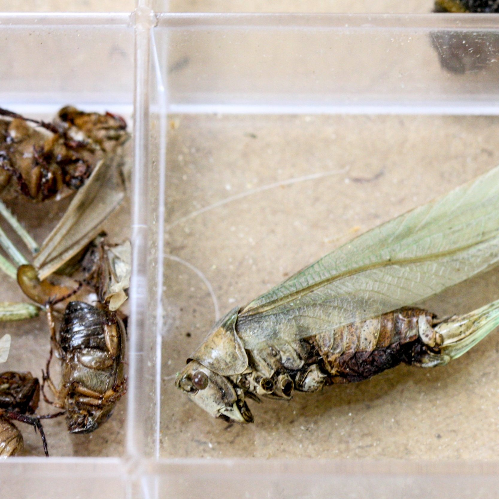 3_studio collections_Zivanai Matangi.jpg