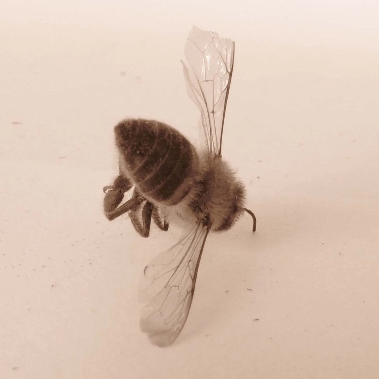 bee.jpg