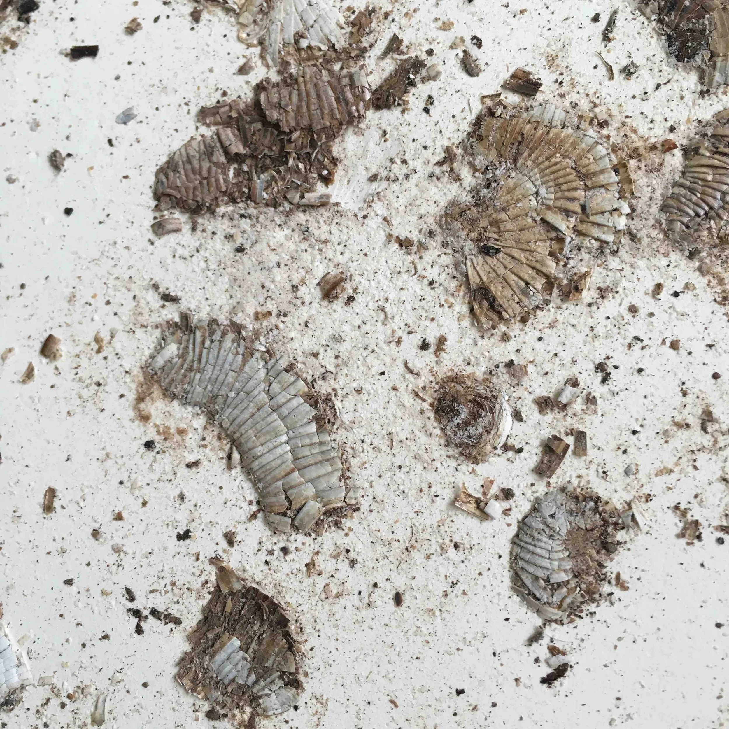 4_crushed millipede.jpg
