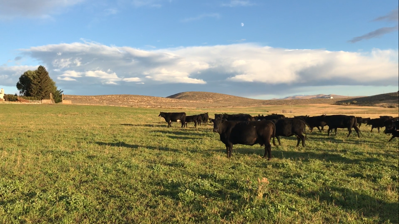 Meeks Ranches