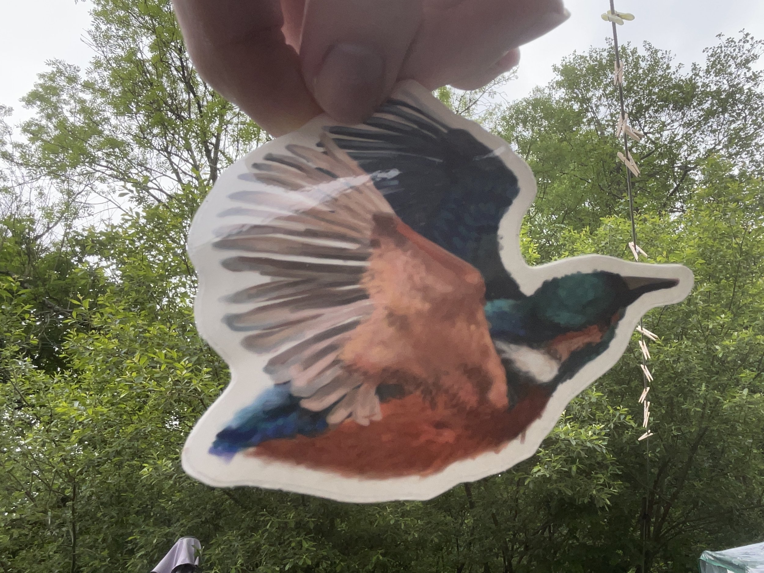 Kingfisher bird vinyl sticker
