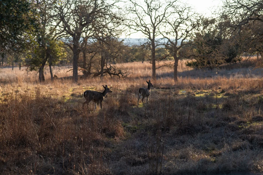The Property — Dos Palomas Ranch