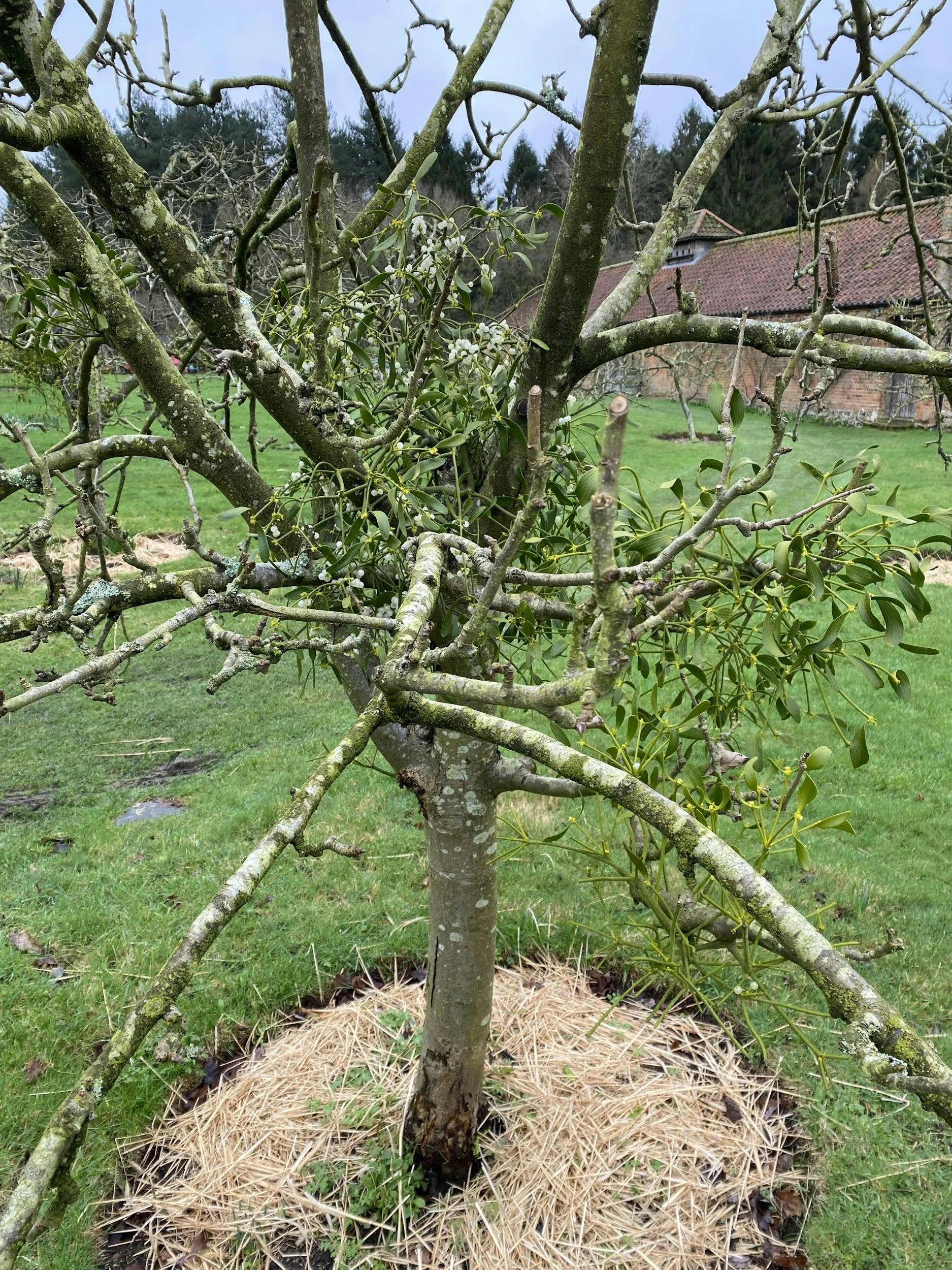 Fundamental Best Practices of Mistletoe Therapy & Integrative Oncology