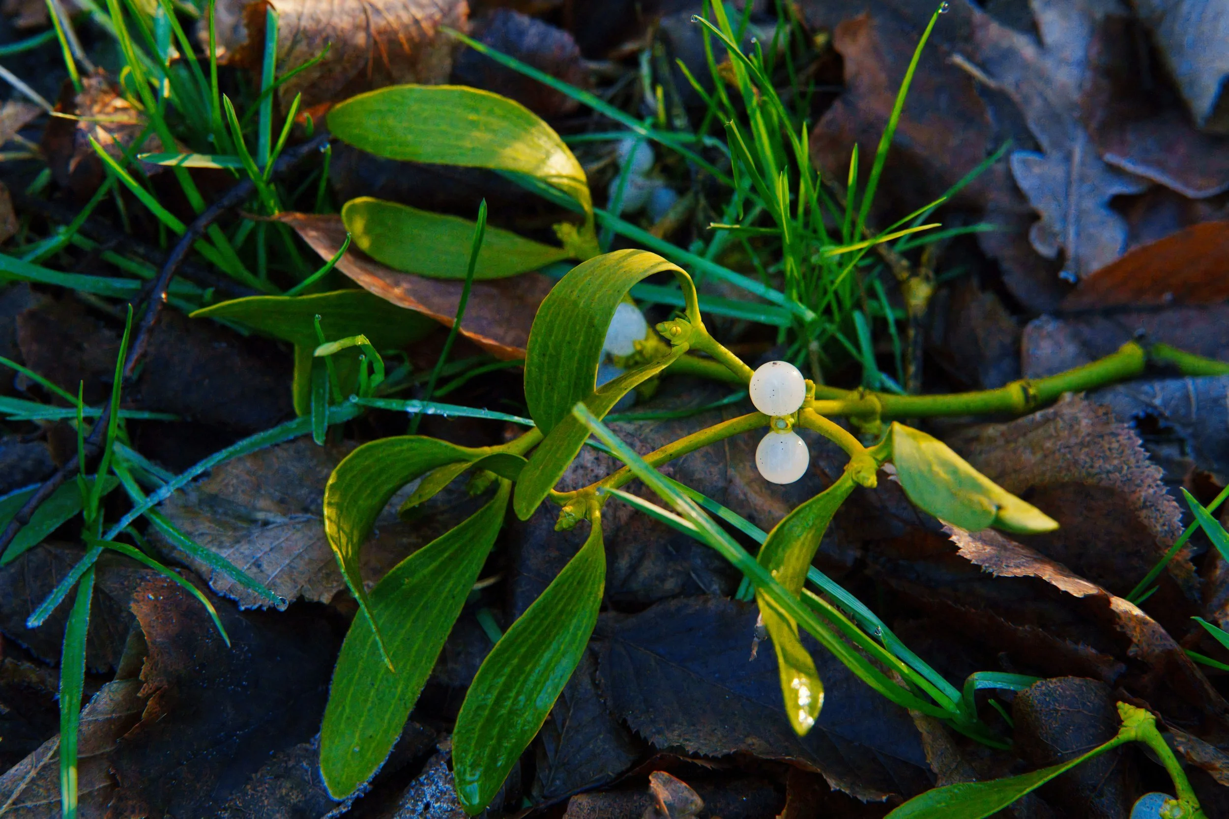 Panel Presentation - Mistletoe and the Future of Integrative Medicine
