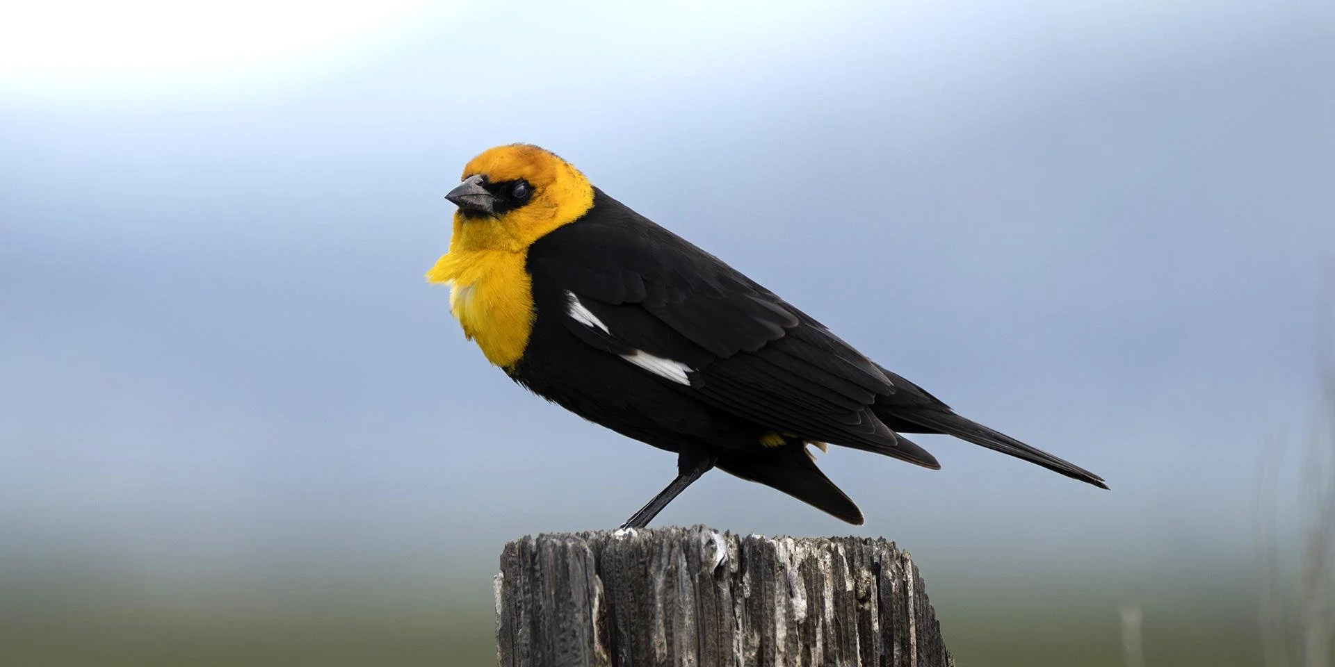 How to get started birding