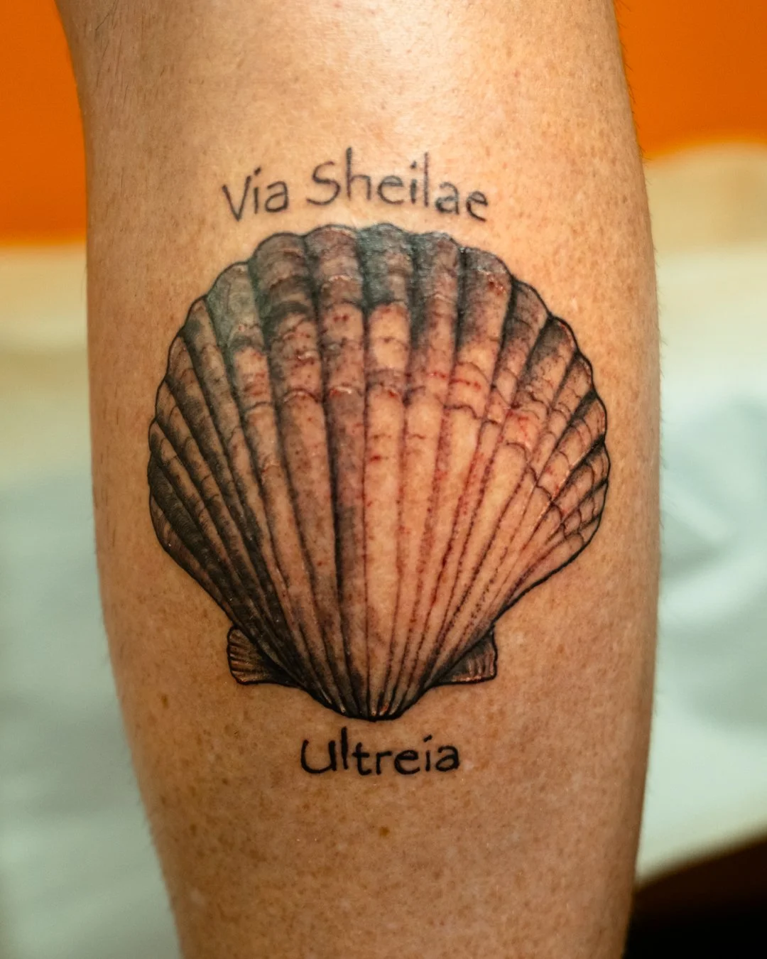 Sea Shell.jpg