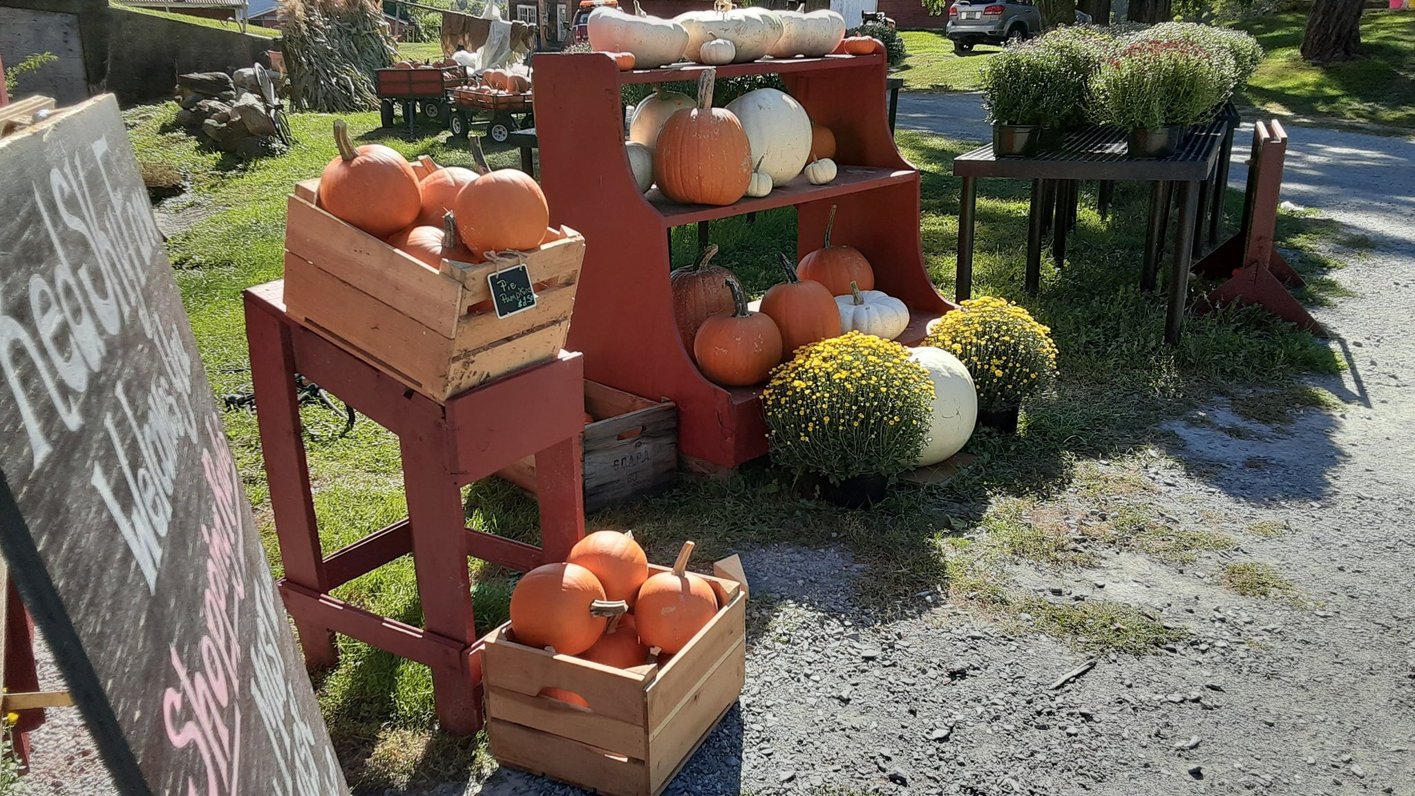 fall squash and mums