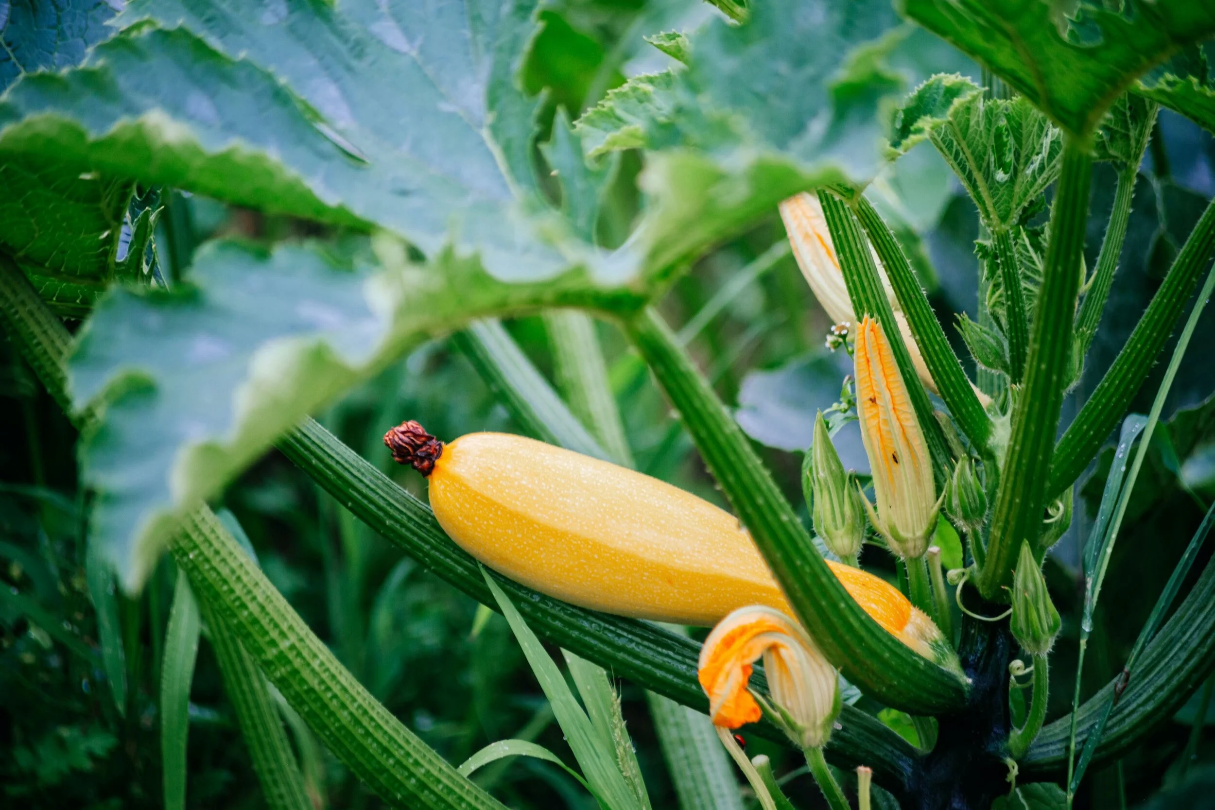 summer squash on vine