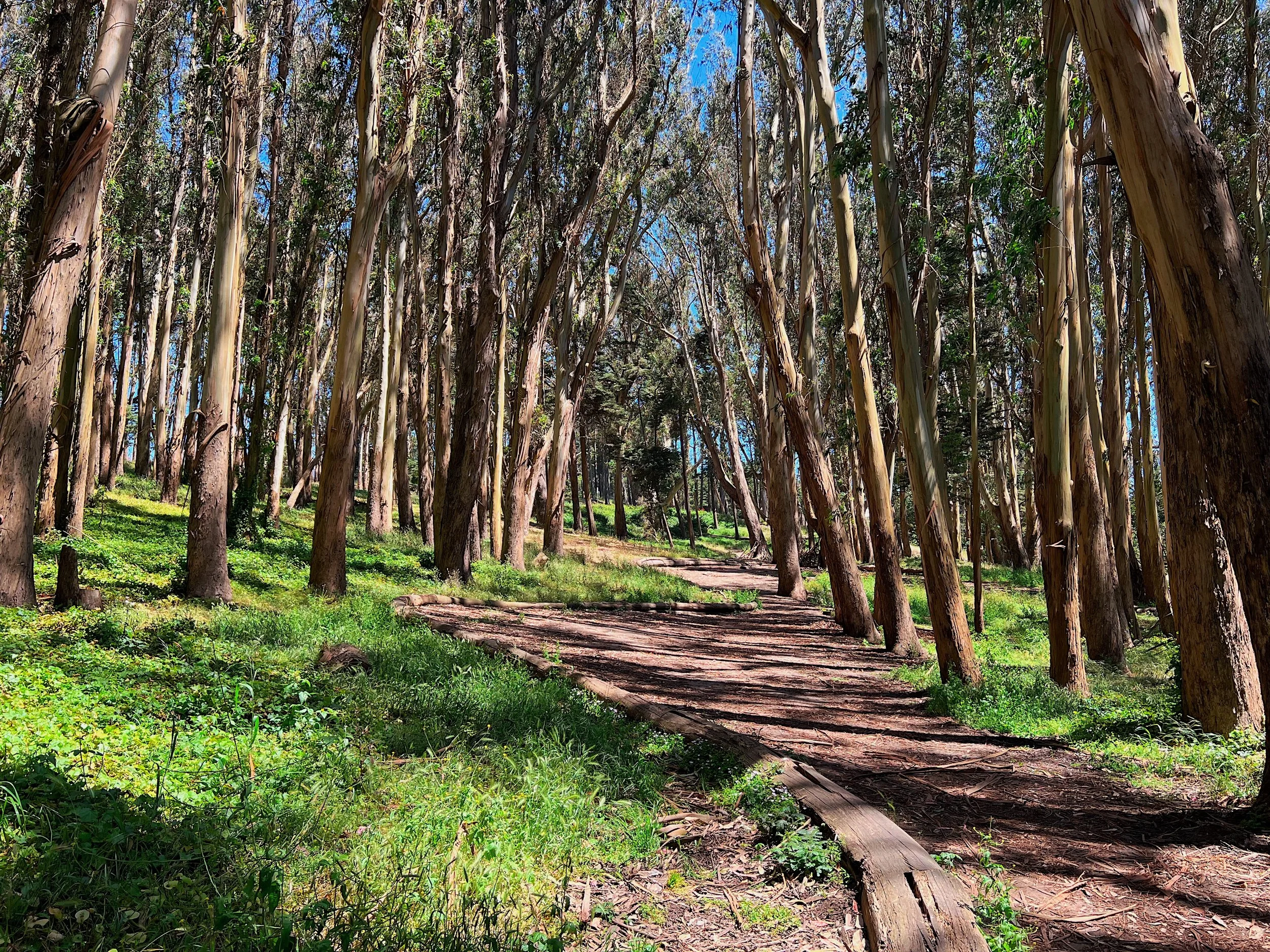 PRESIDIO_Woodline 2.JPG