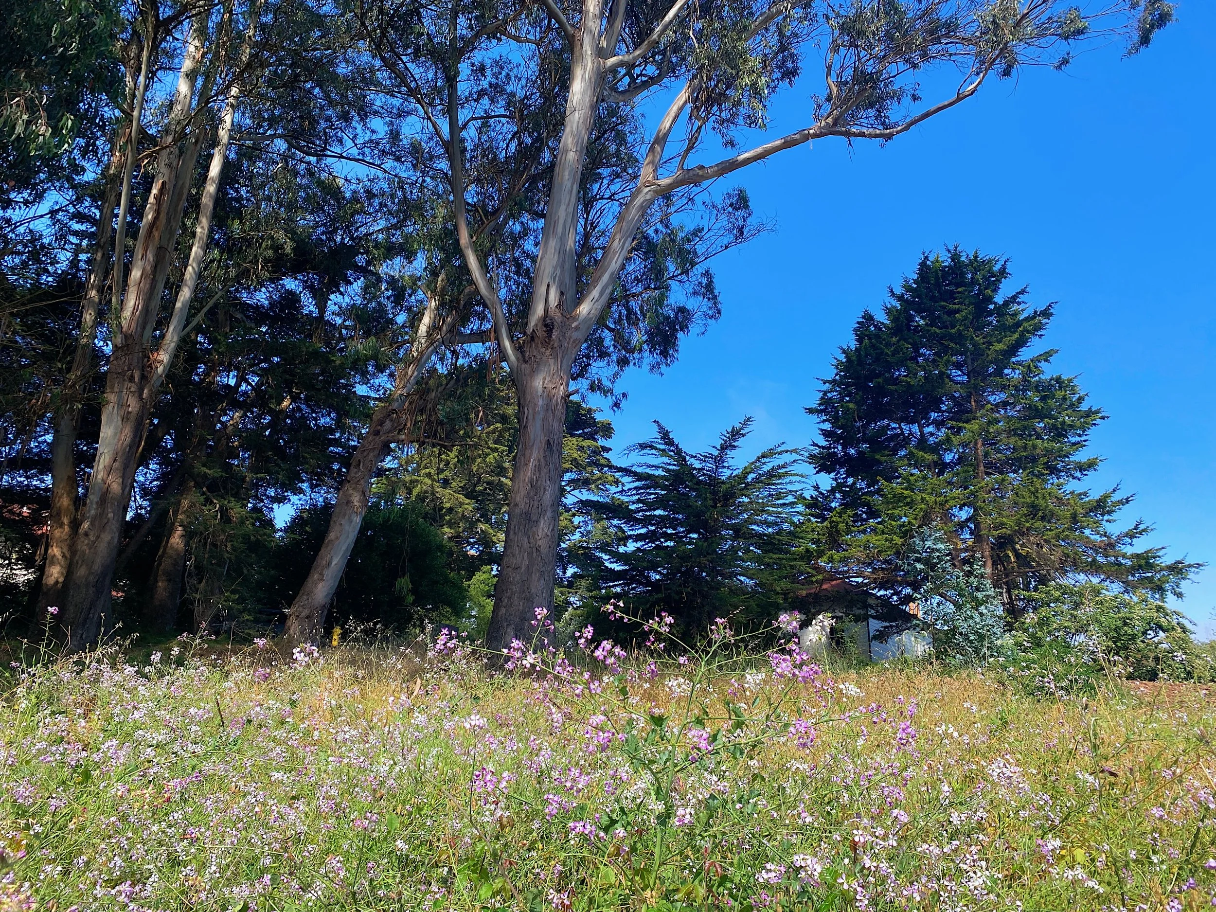 FLORA_Trees and Spring Grass.JPG