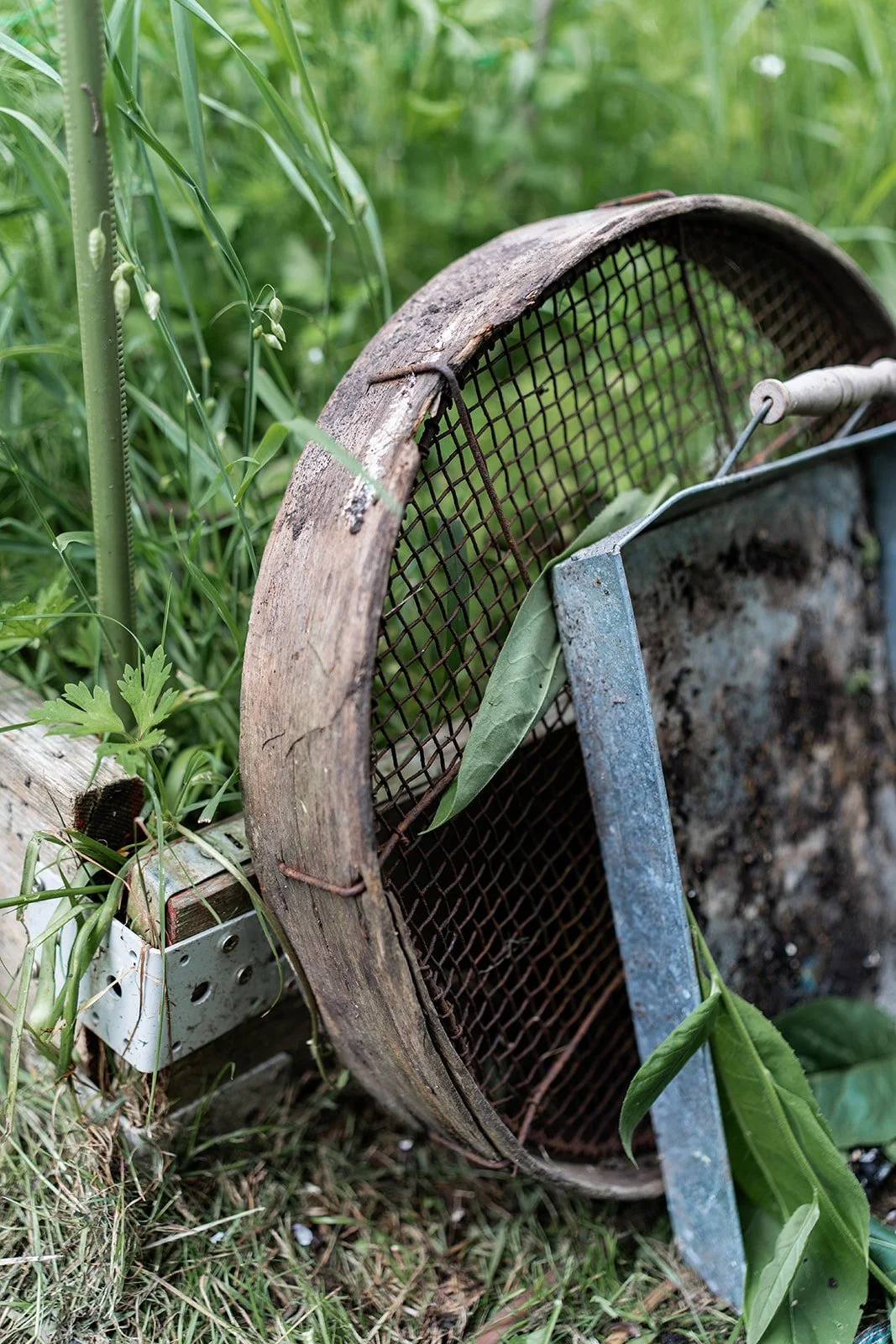 Garden sieve with green leaves leaning against it, surrounded by tall grass and plants.