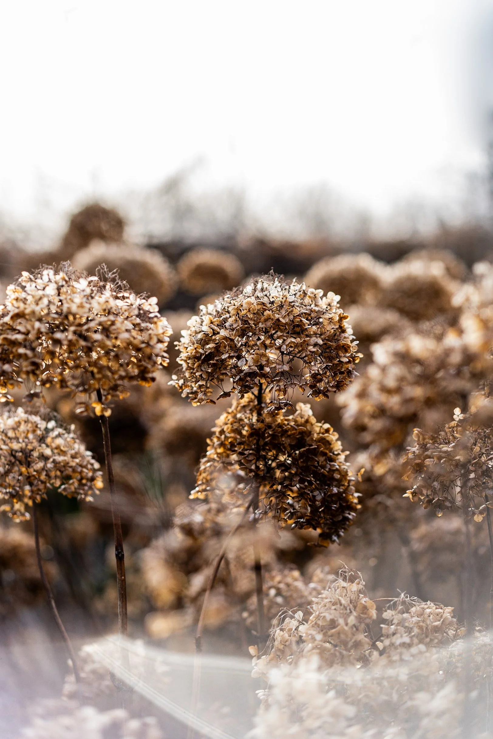 Close-up of dried hydrangea flowers with brown and beige hues, some petals curled and withered, set against a blurred outdoor background.