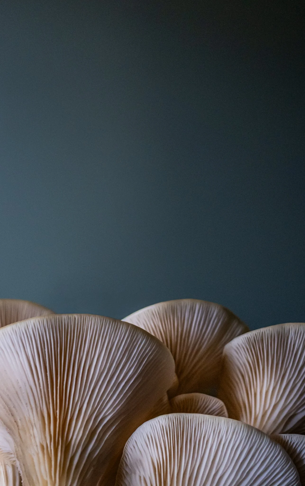 Close-up of mushroom gills with a dark background.