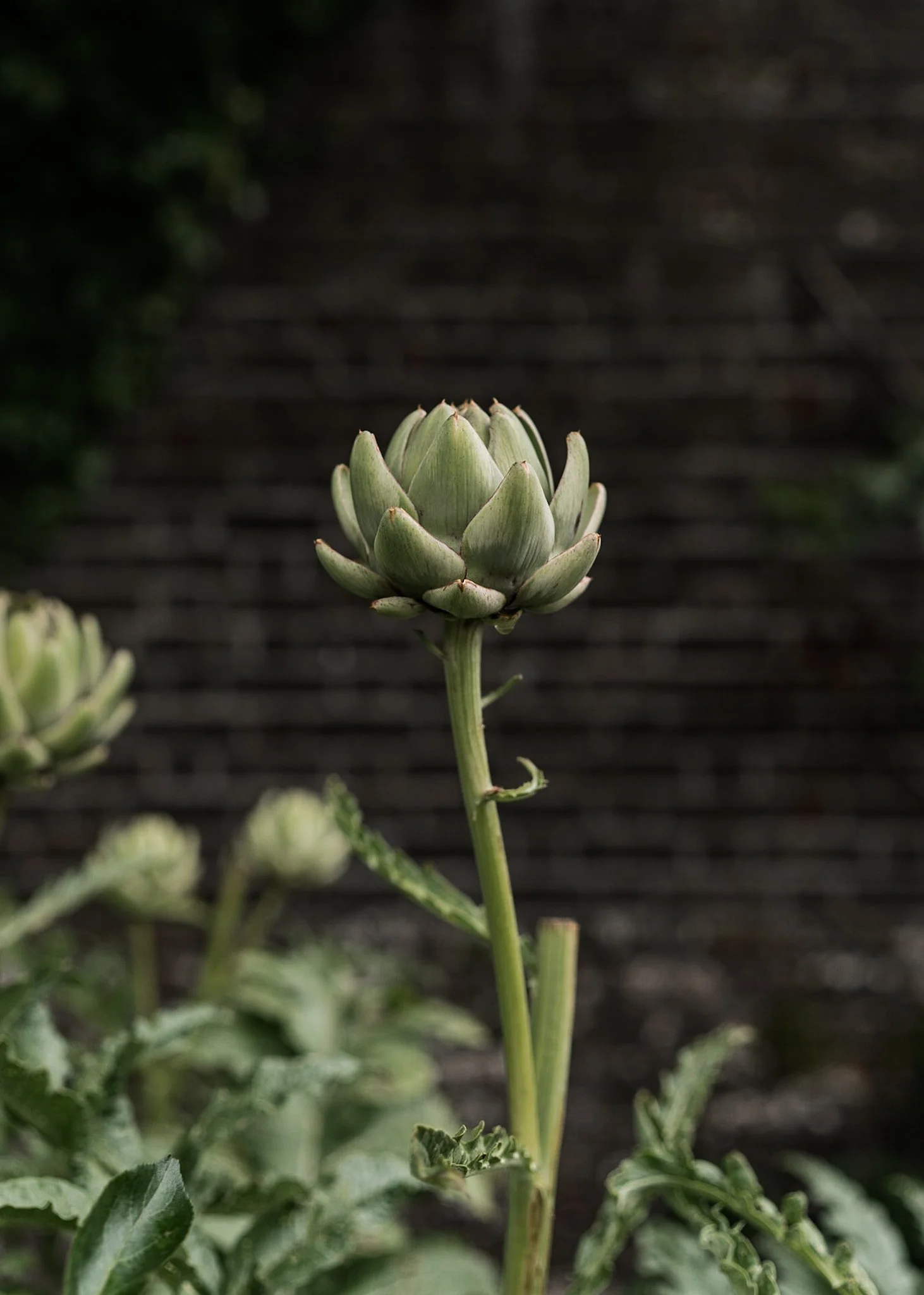 Close-up of an artichoke flower bud on a green stem, with a brick wall in the background.