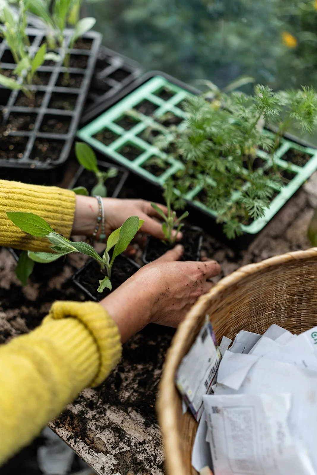 Person planting seedlings in small pots, with trays of more plants and a basket nearby, on a table.