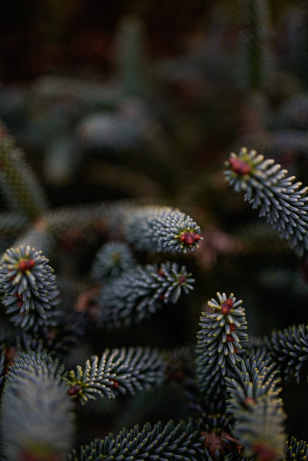 Close-up of blue-green pine tree branches with young pine cones and small buds.