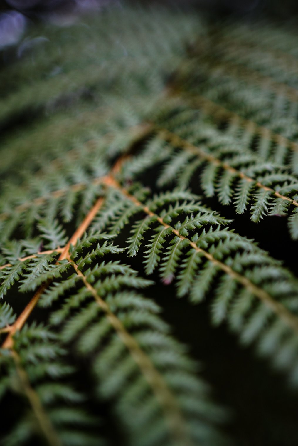 Close-up of green fern leaves with detailed fronds.