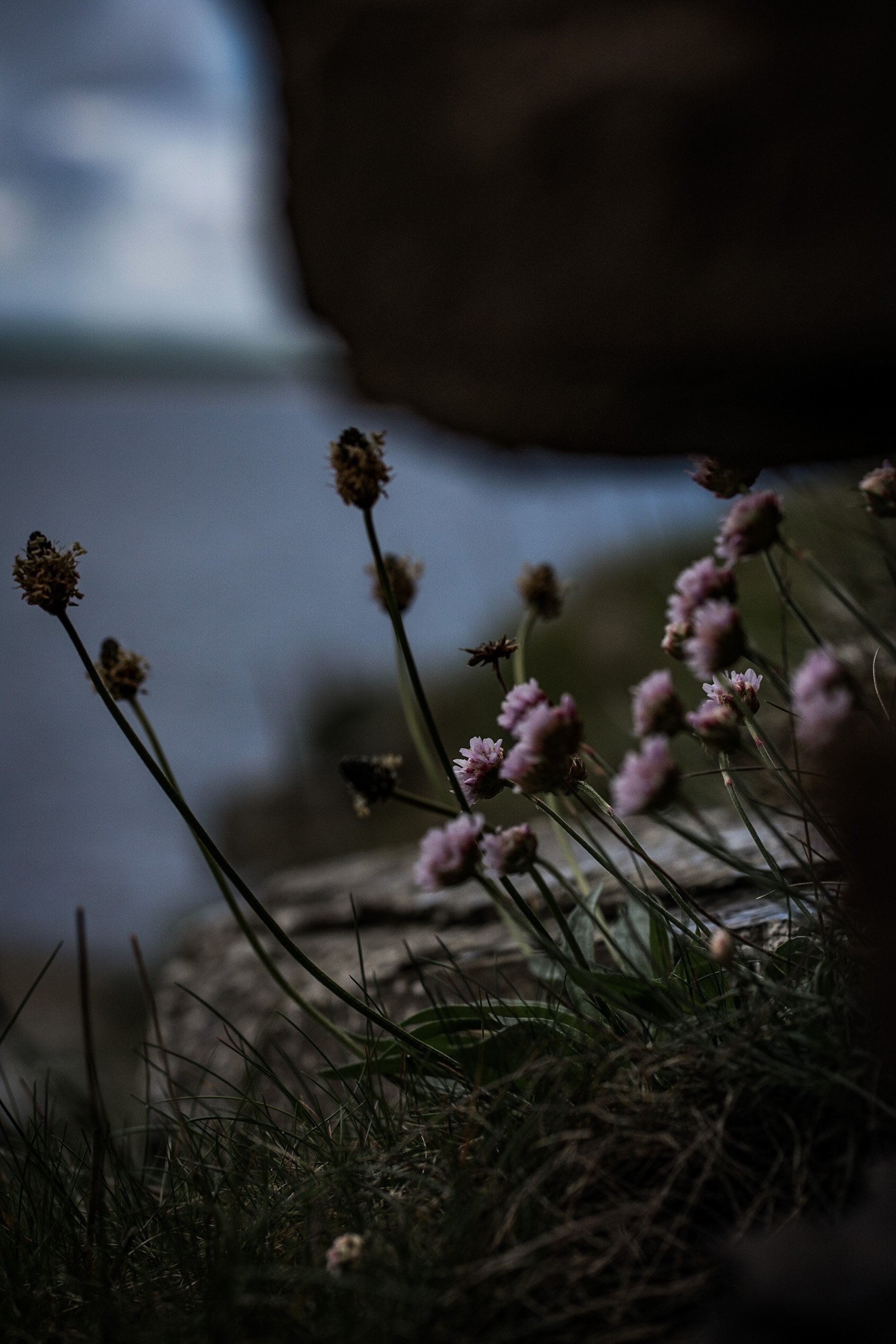 Close-up of pink and brown flowering plants growing among grass and rocks, with a blurred sky or water background.