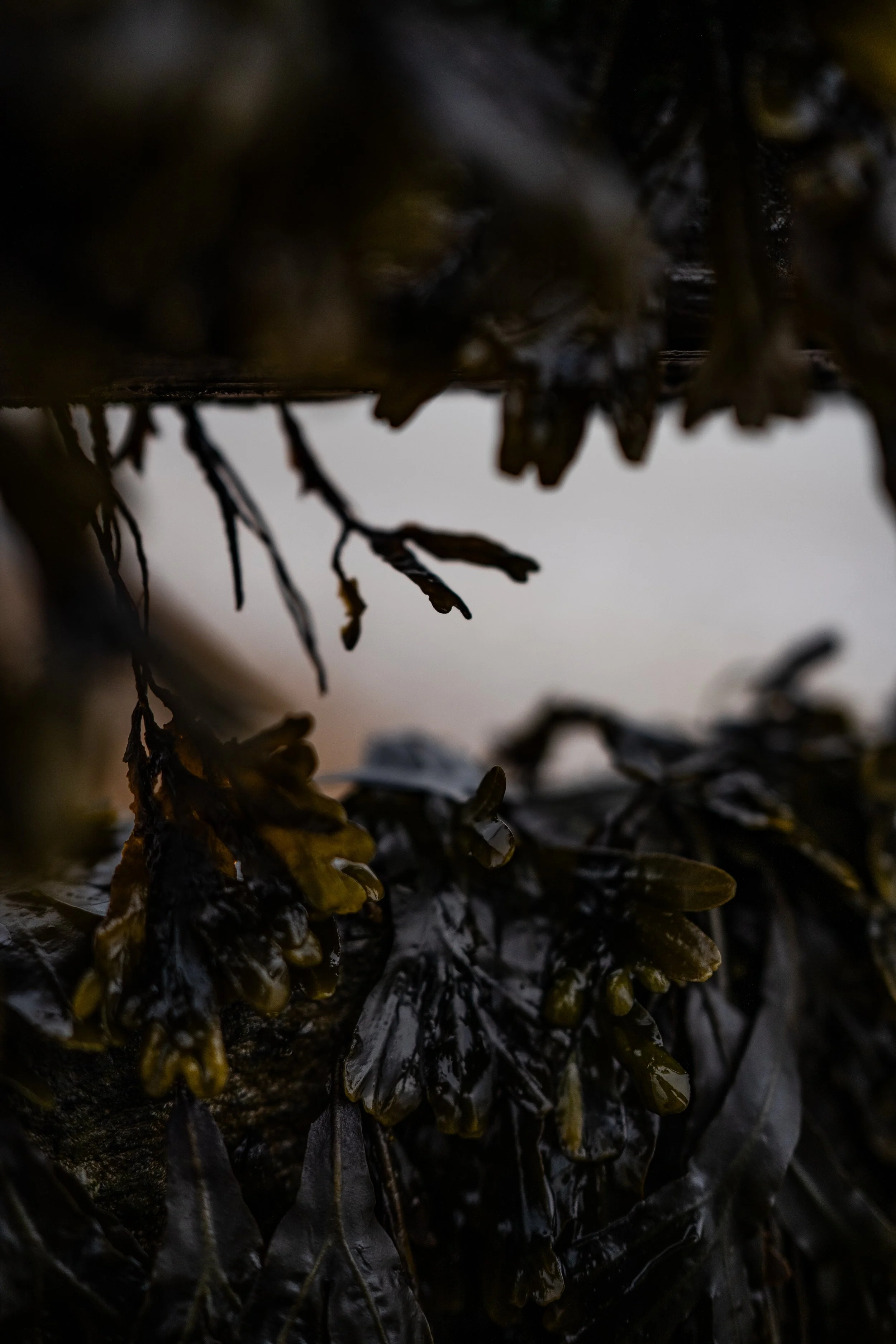 Close-up of dark seaweed or algae underwater, with a blurred background.
